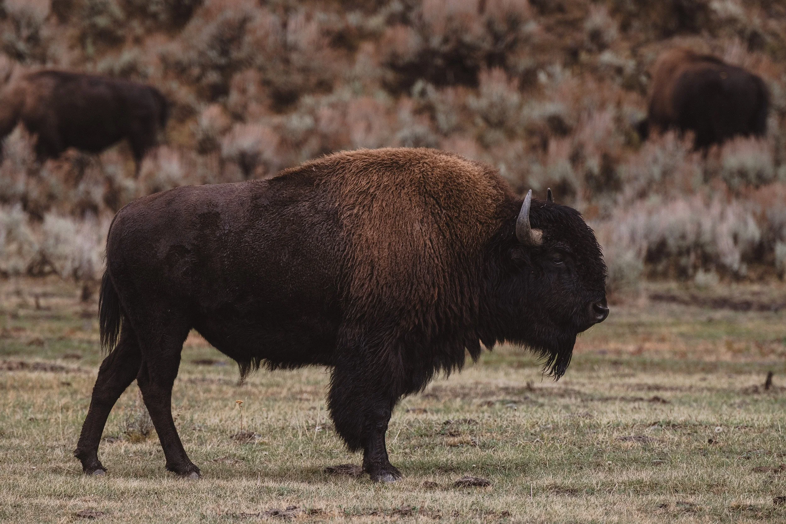 STC_Yellowstone2025_6868_FPO.jpg