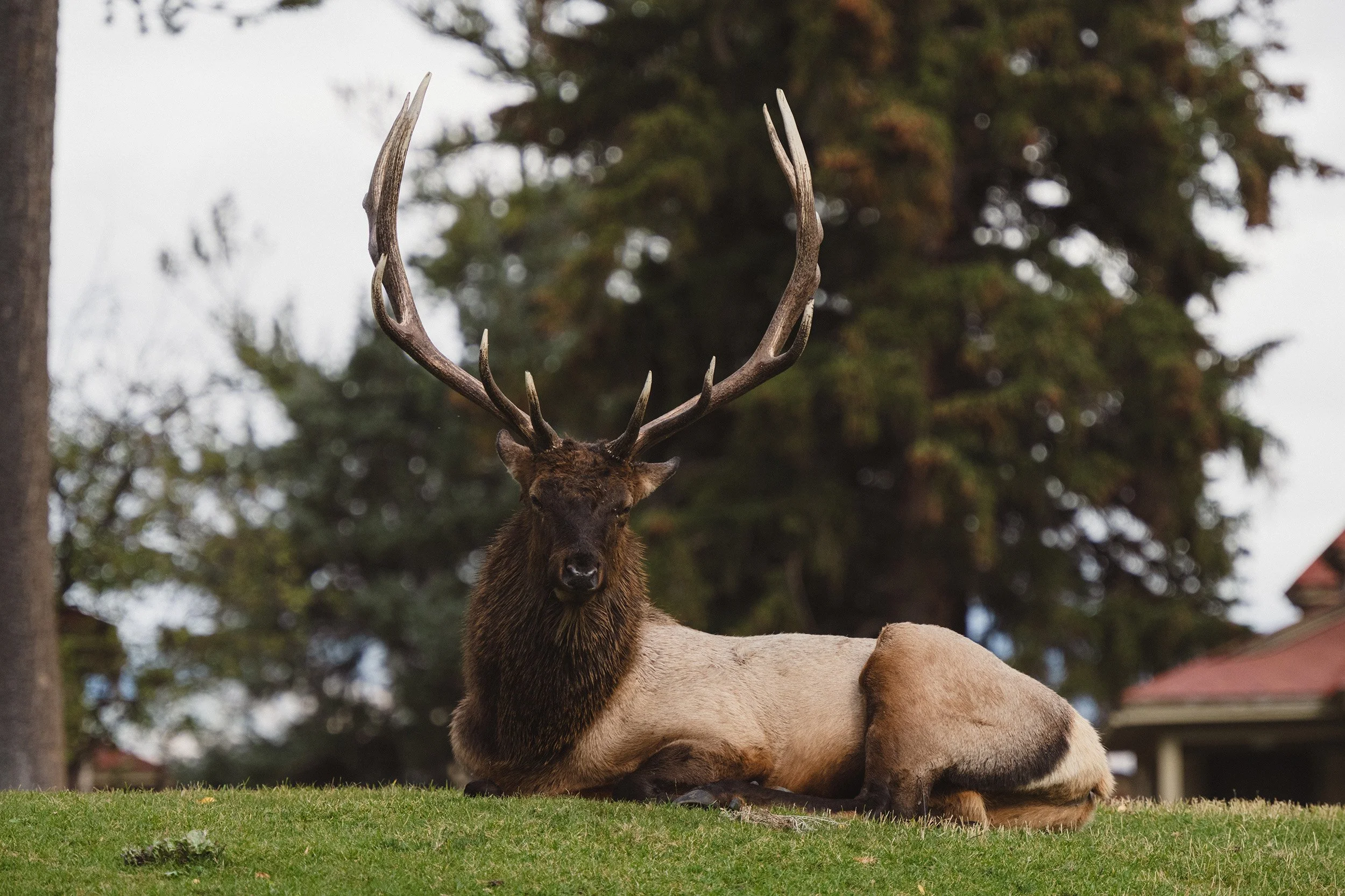STC_Yellowstone2025_6444_FPO.jpg