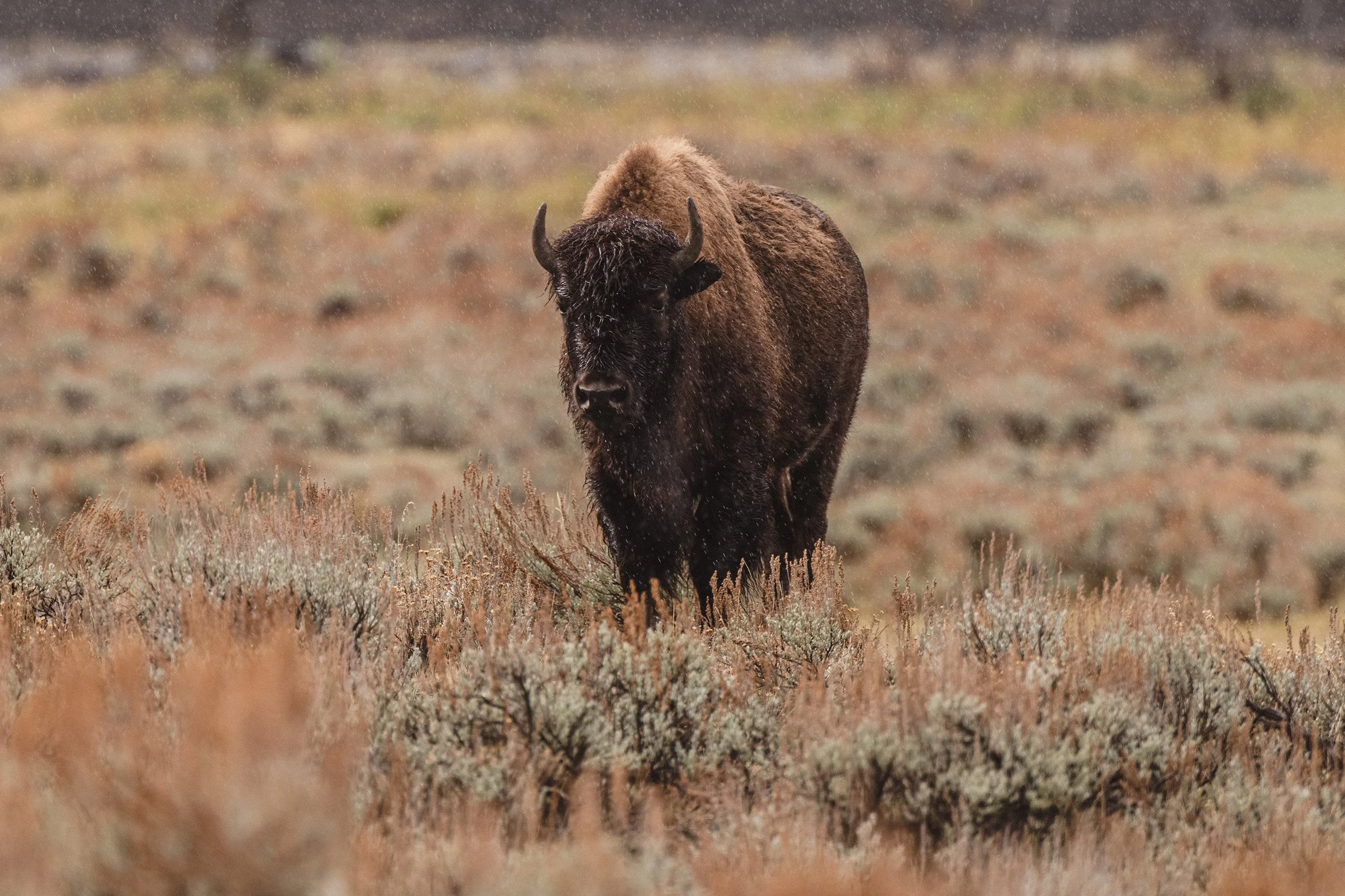 STC_Yellowstone2025_6848_FPO.jpg