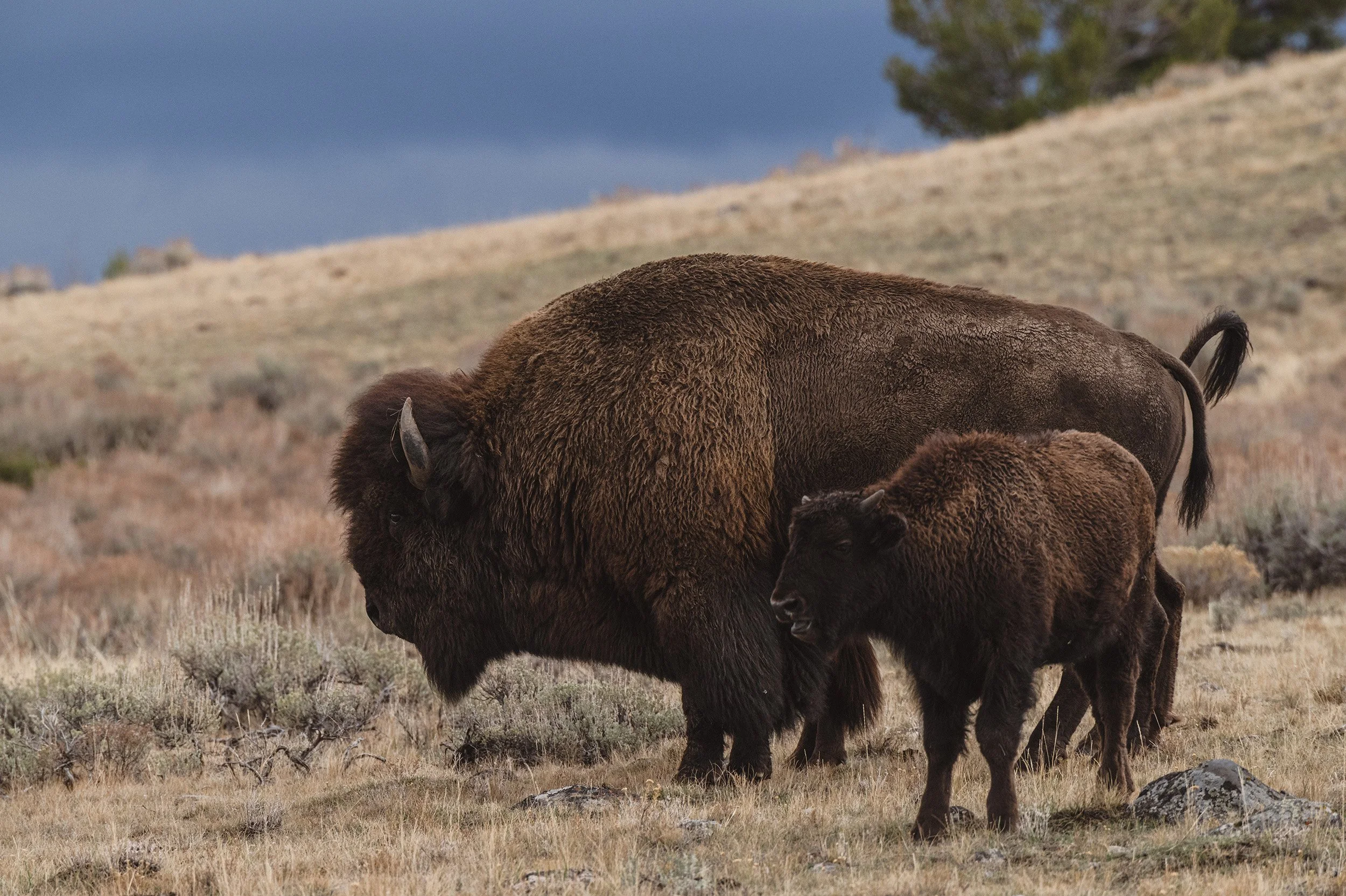 STC_Yellowstone2025_6954_FPO.jpg
