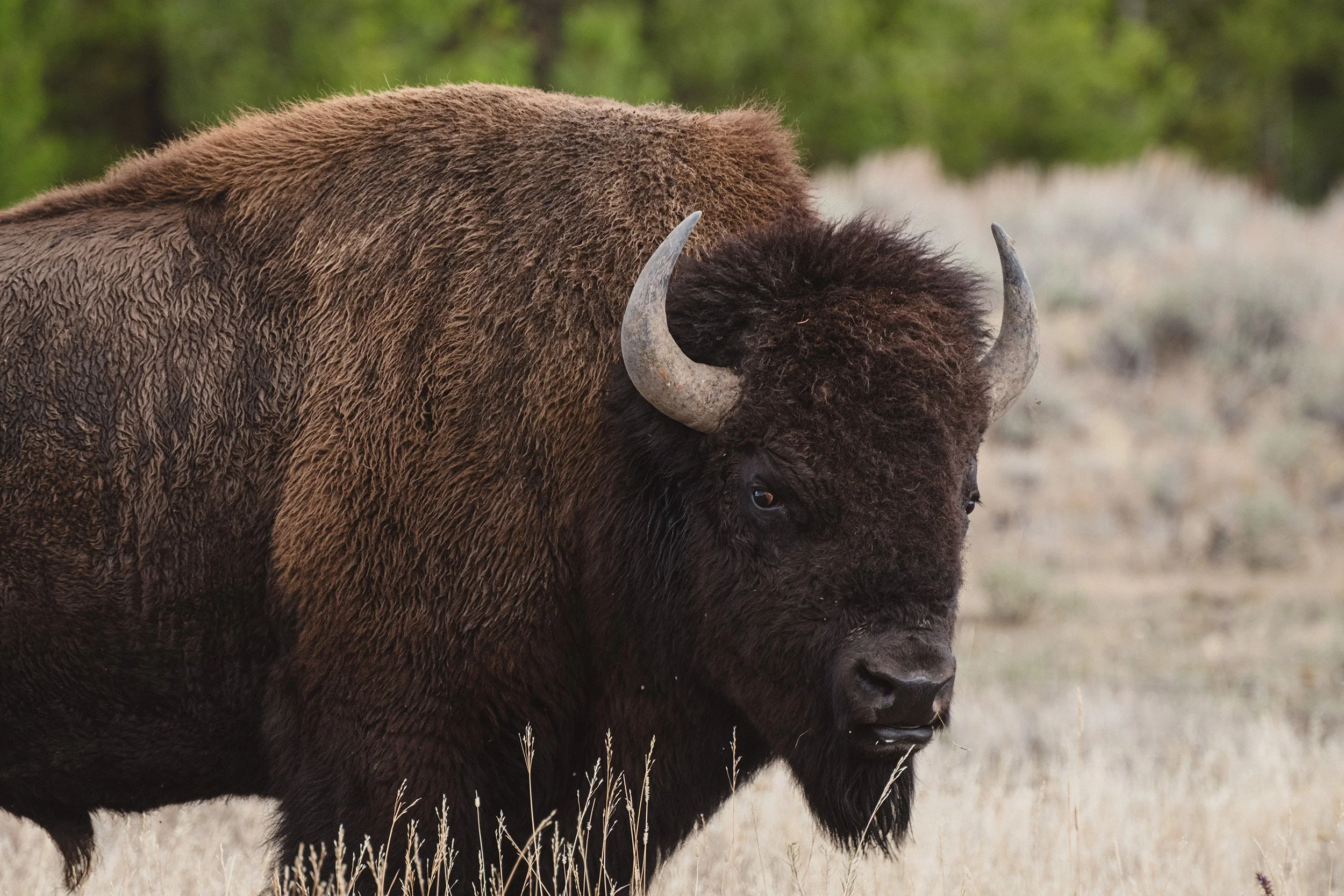 STC_Yellowstone2025_6949_FPO.jpg