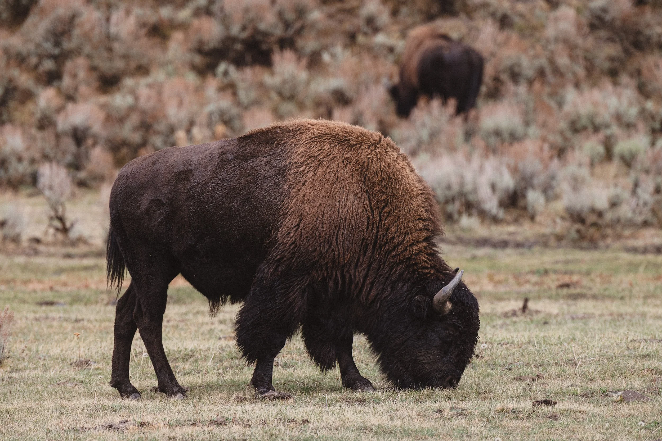 STC_Yellowstone2025_6870_FPO.jpg