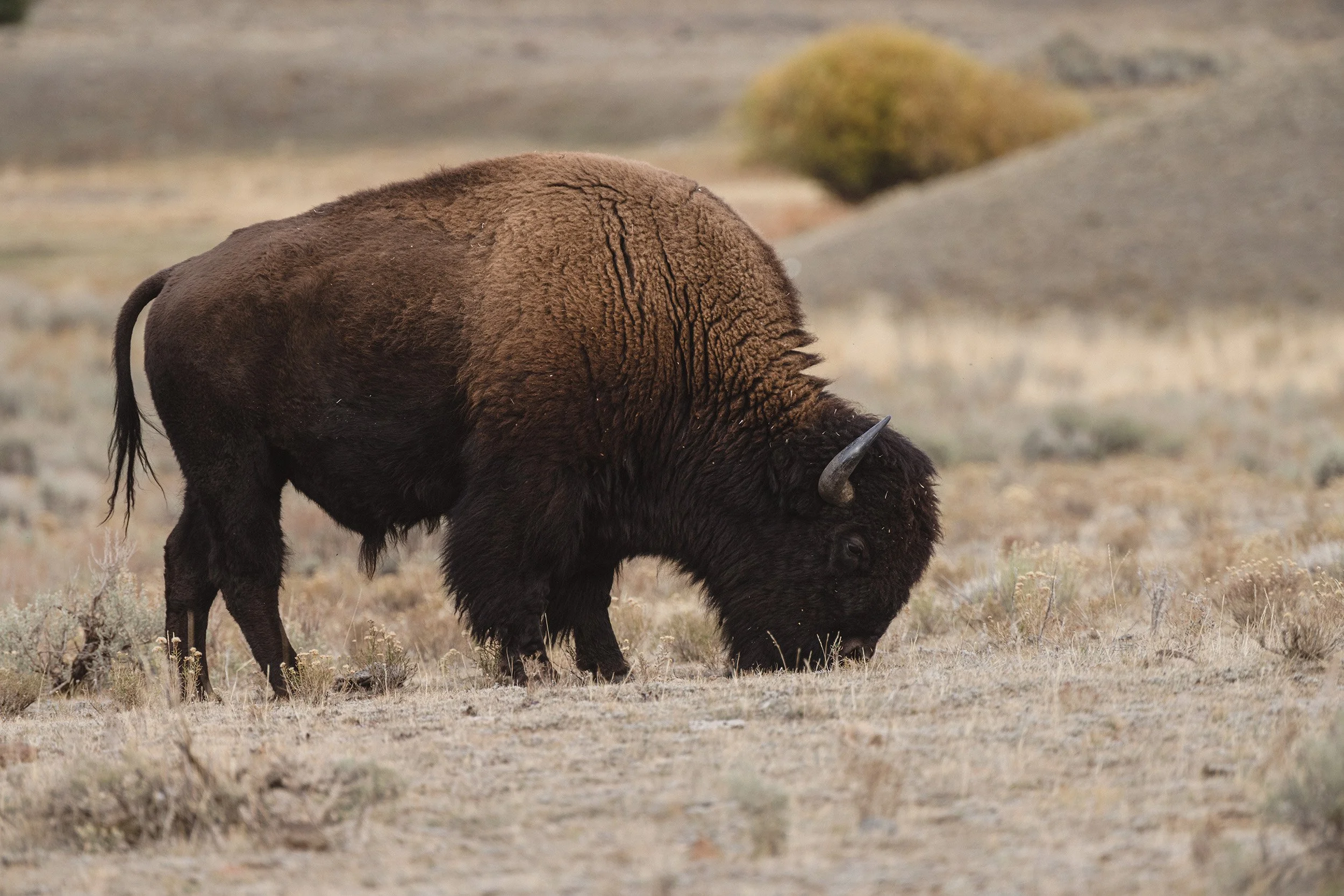 STC_Yellowstone2025_6607_FPO.jpg