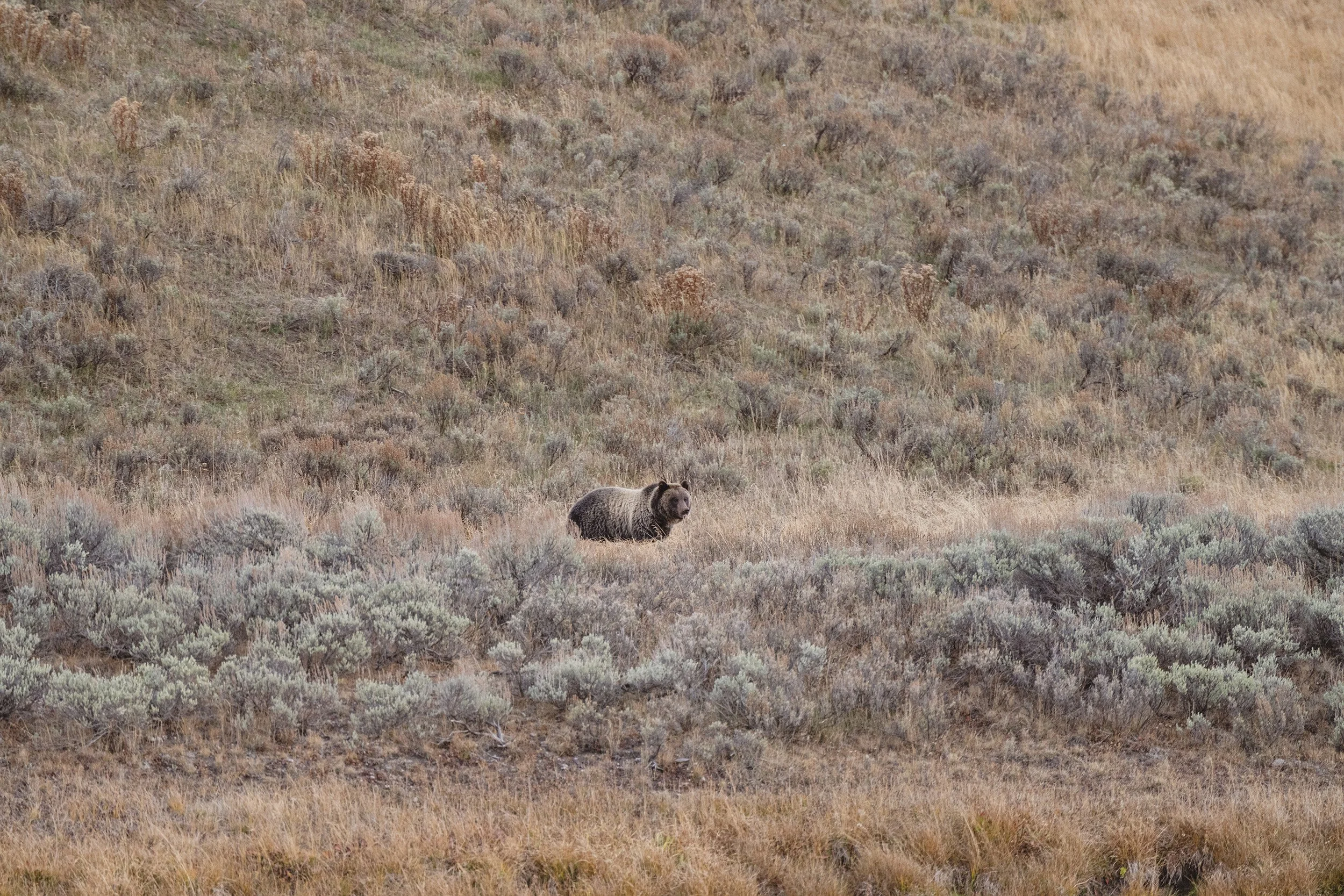 STC_Yellowstone2025_6627_FPO.jpg