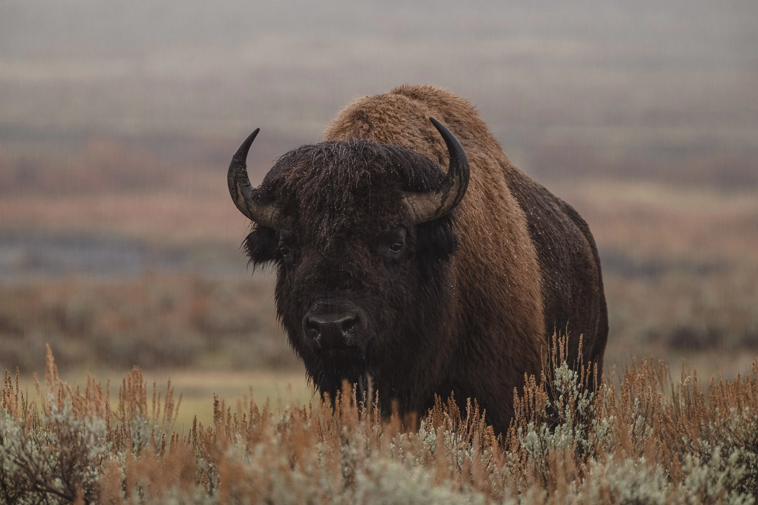 STC_Yellowstone2025_6786_FPO.jpg