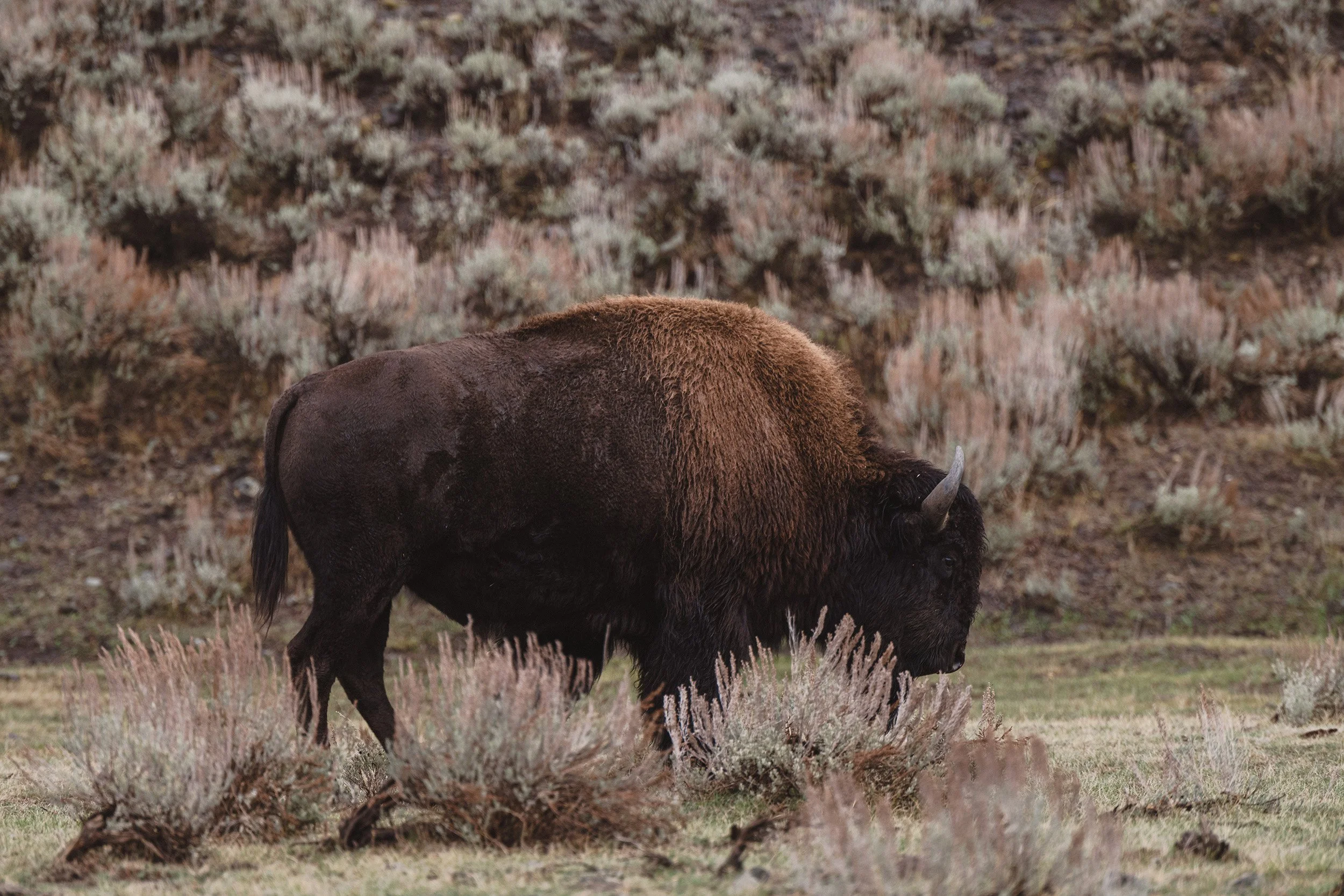 STC_Yellowstone2025_6883_FPO.jpg