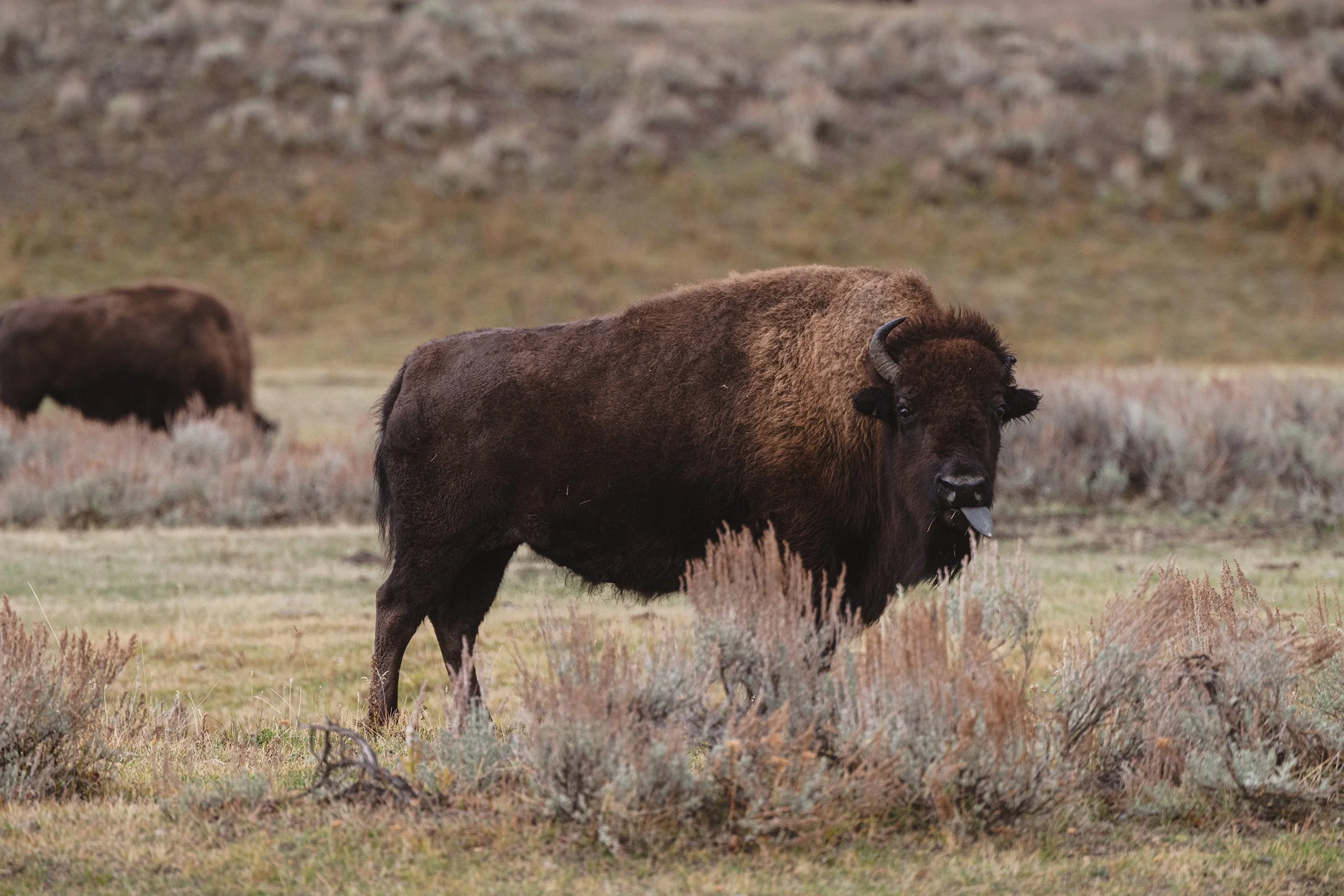 STC_Yellowstone2025_6745_FPO.jpg