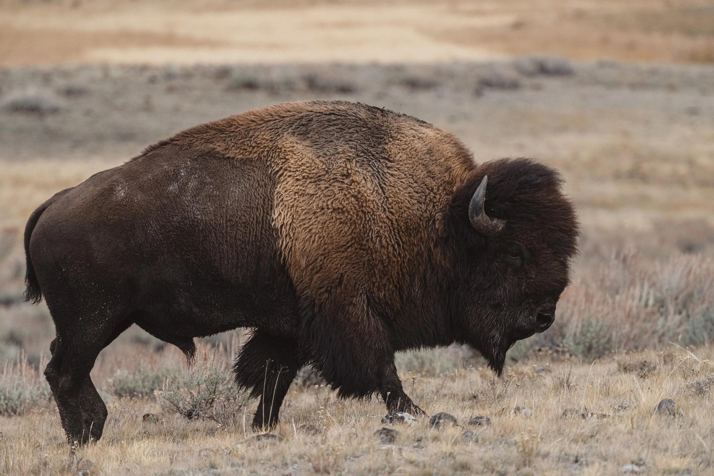 STC_Yellowstone2025_7237_FPO.jpg