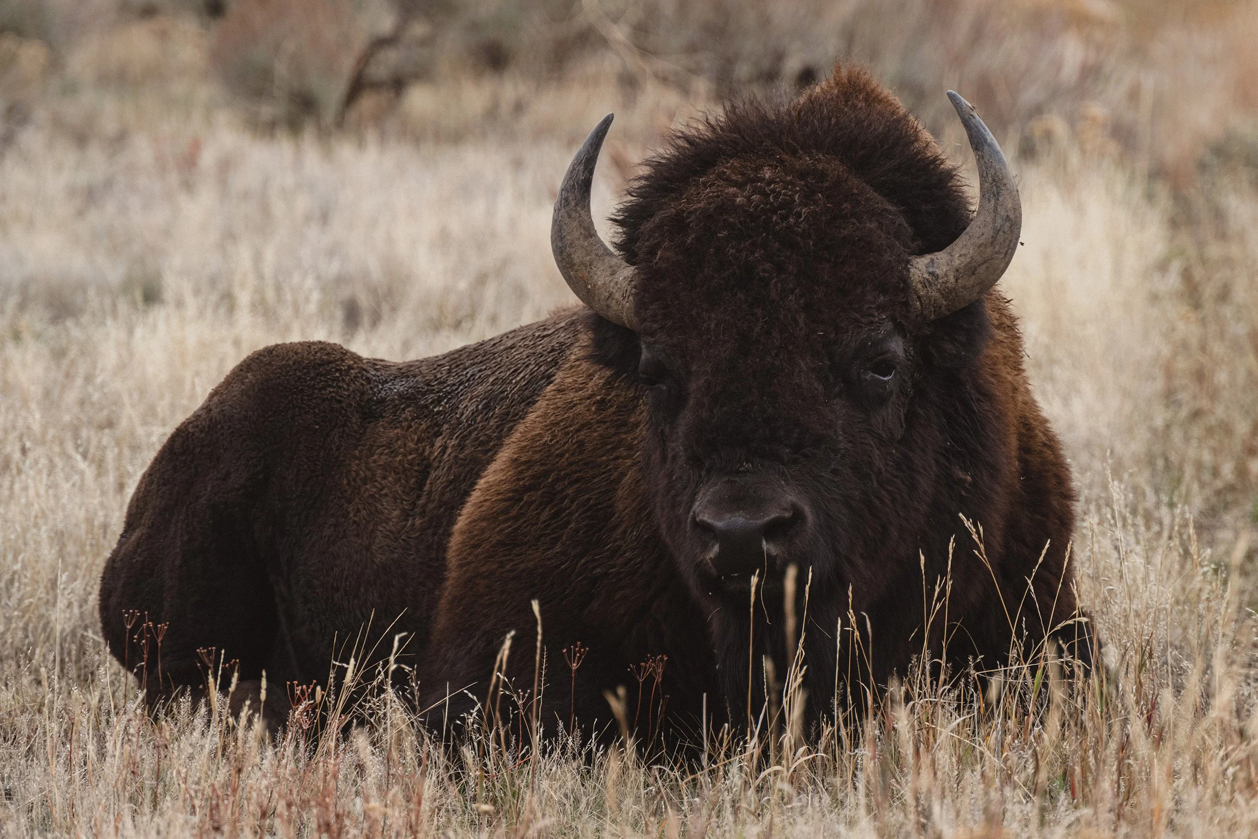 STC_Yellowstone2025_6945_FPO.jpg