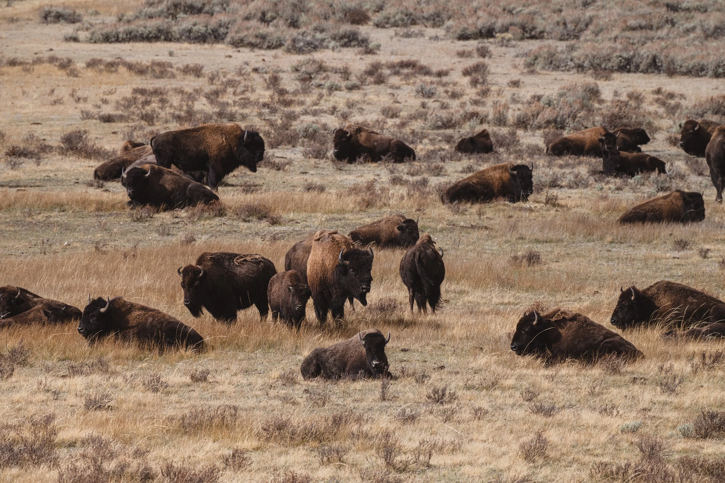 STC_Yellowstone2025_7249_FPO.jpg