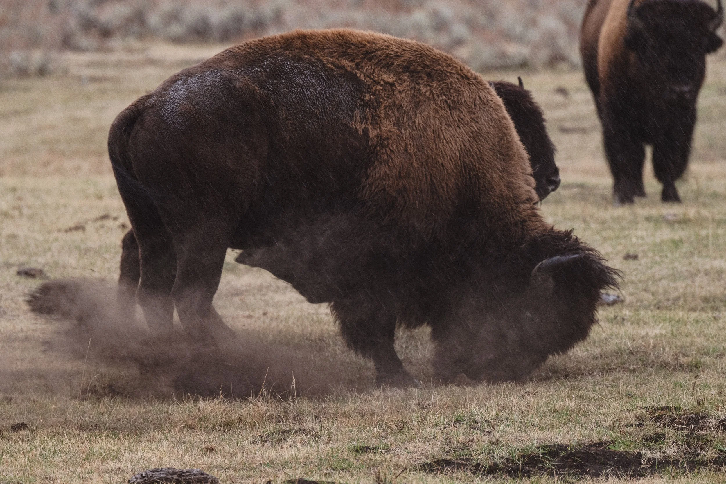 STC_Yellowstone2025_6777_FPO.jpg