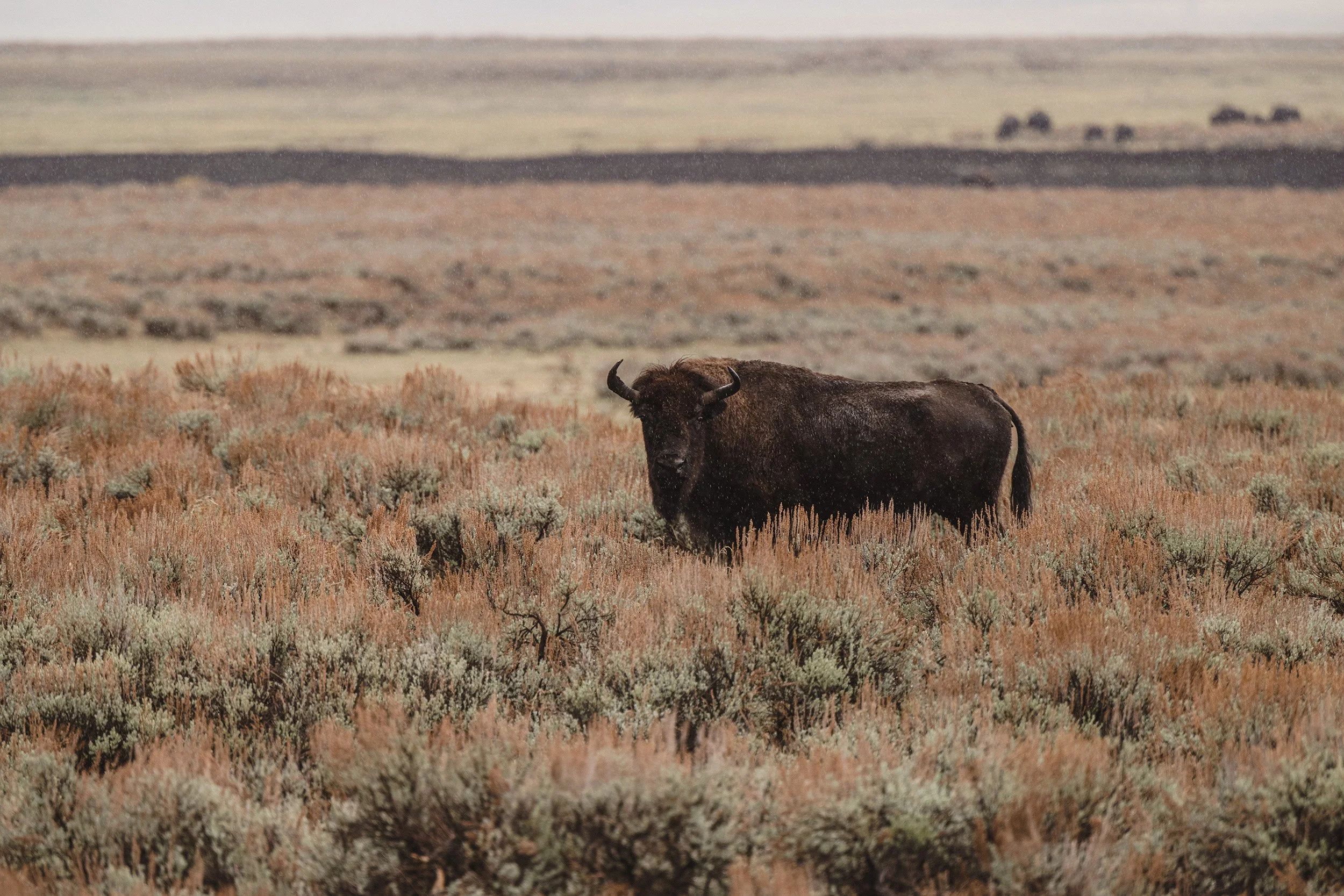 STC_Yellowstone2025_6842_FPO.jpg