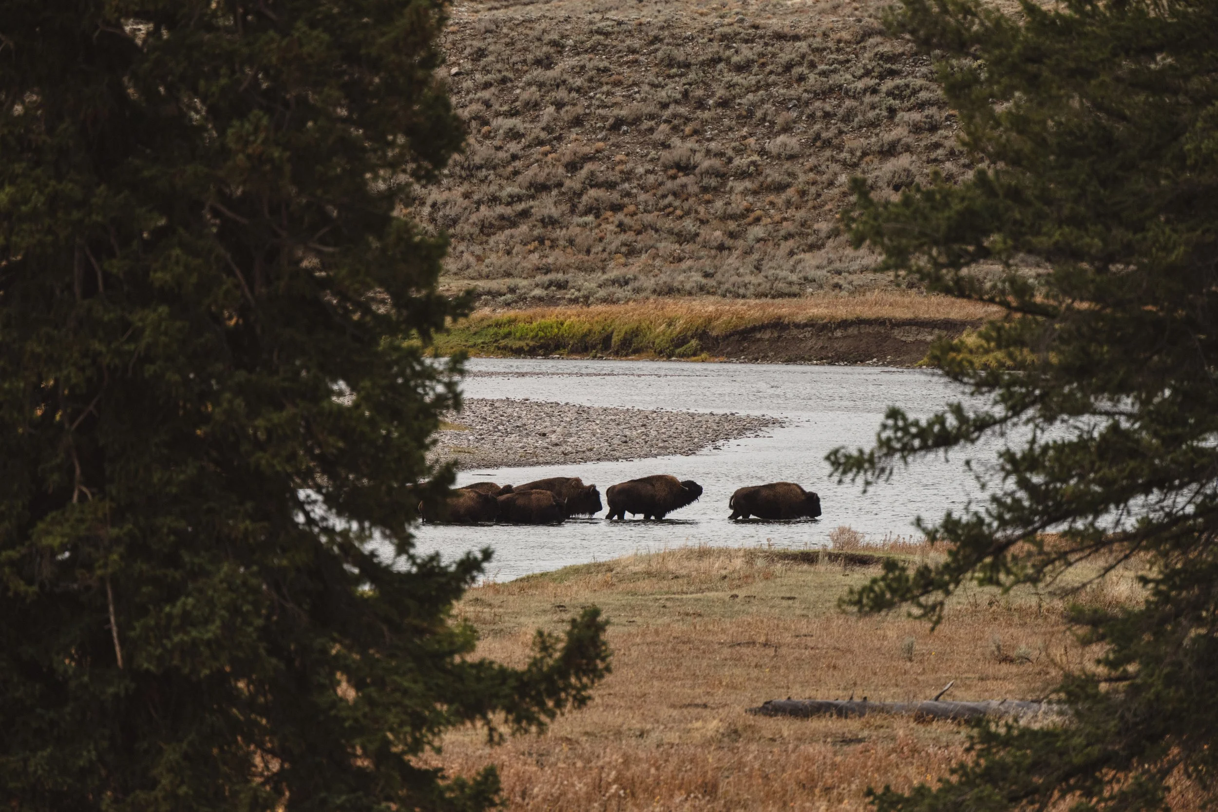 STC_Yellowstone2025_7208_FPO.jpg