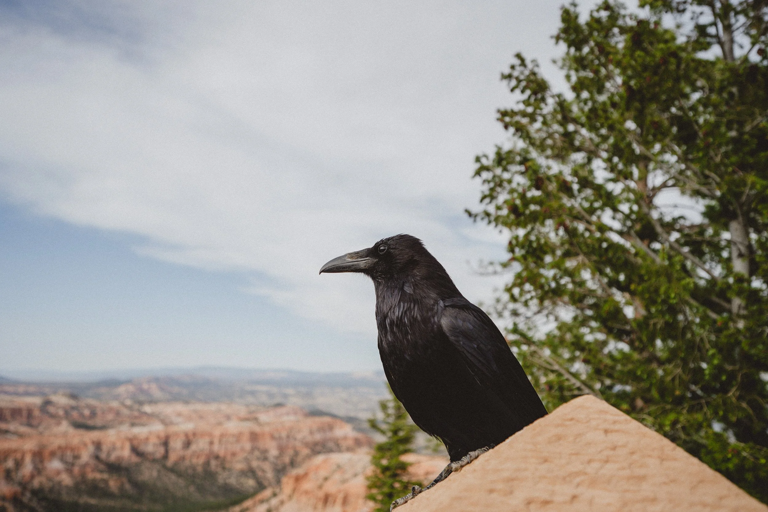 STC_BryceCanyon_1818_FPO.jpg