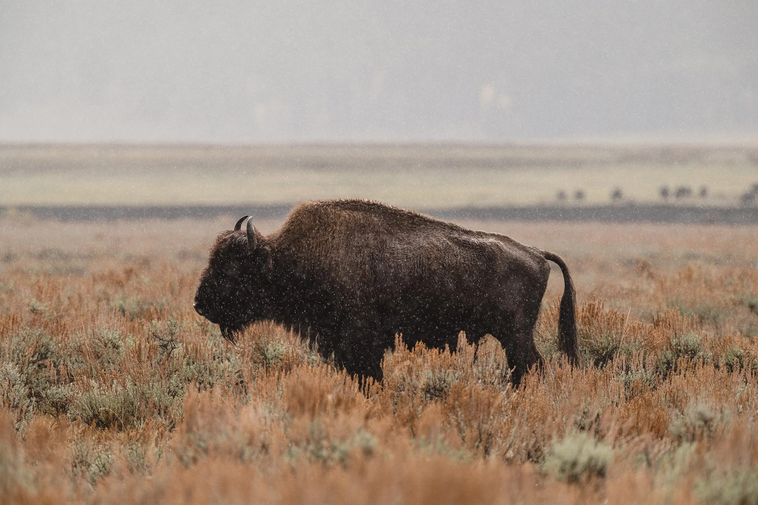 STC_Yellowstone2025_6851_FPO.jpg