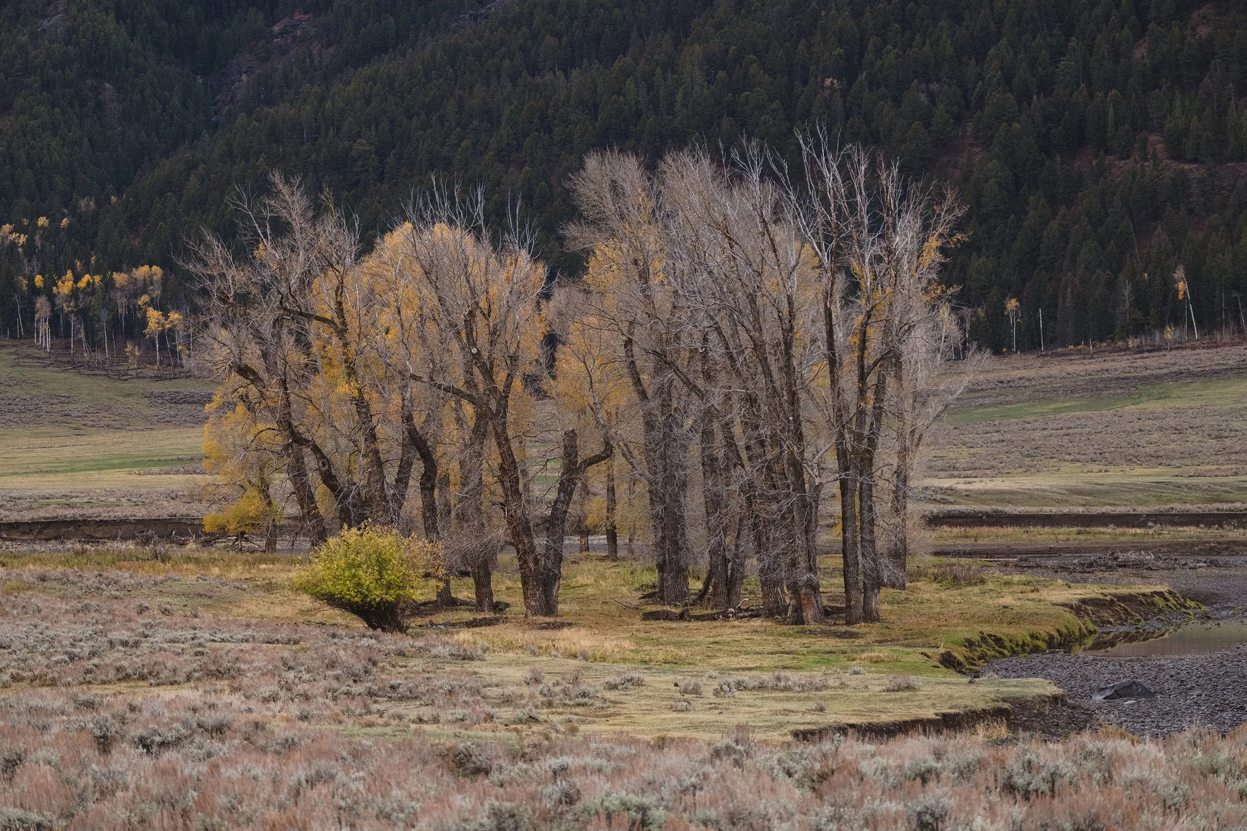 STC_Yellowstone2025_6978_FPO.jpg