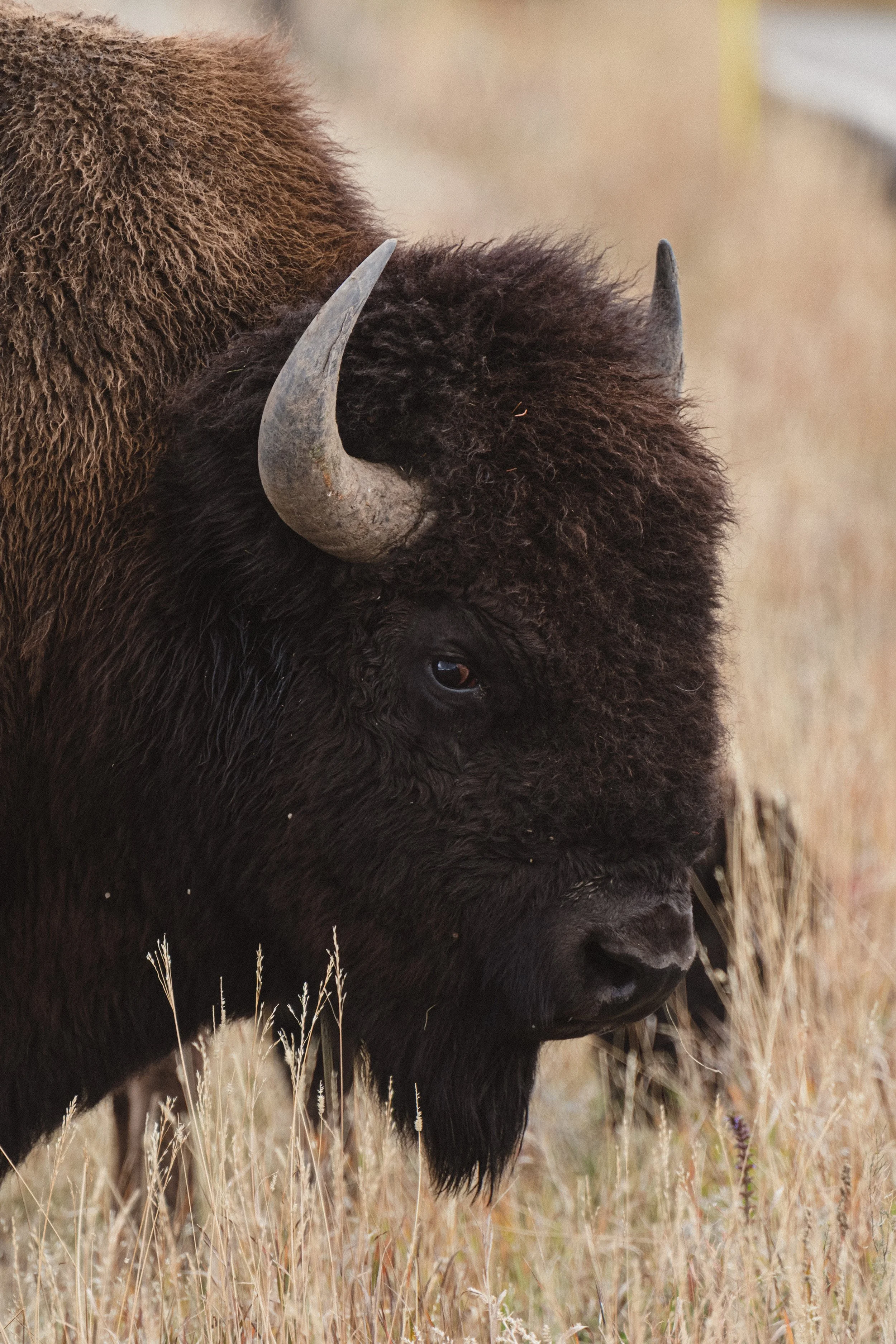 STC_Yellowstone2025_6948_FPO.jpg