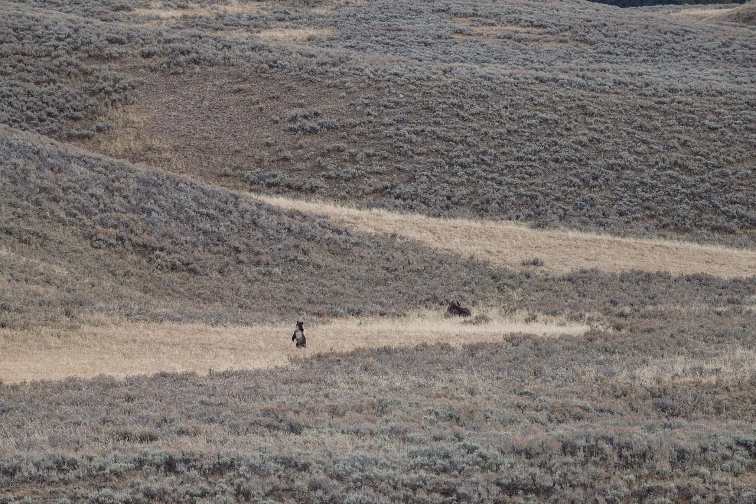 STC_Yellowstone2025_6636_FPO.jpg
