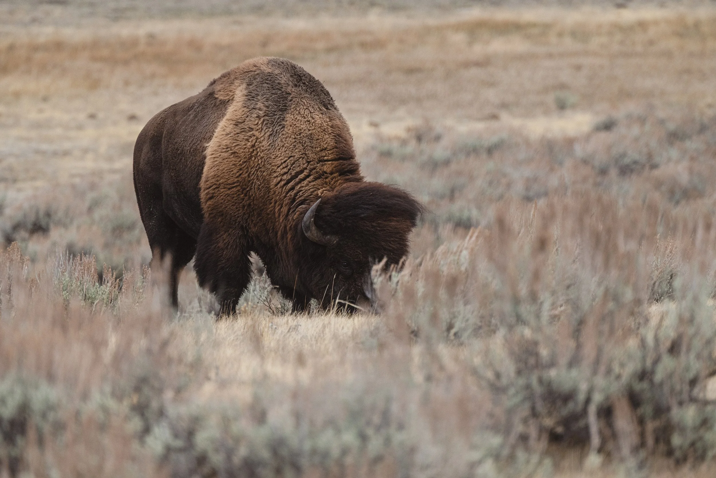 STC_Yellowstone2025_7232_FPO.jpg