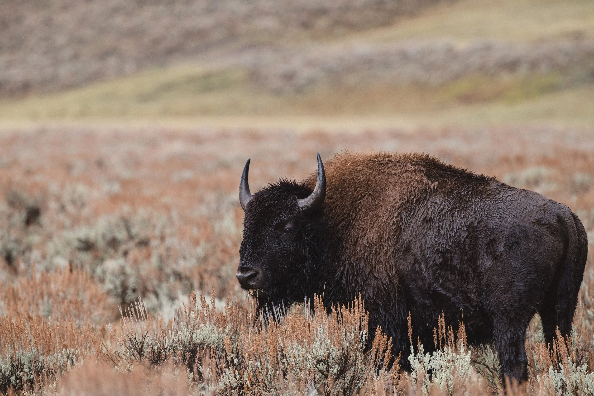 STC_Yellowstone2025_6818_FPO.jpg
