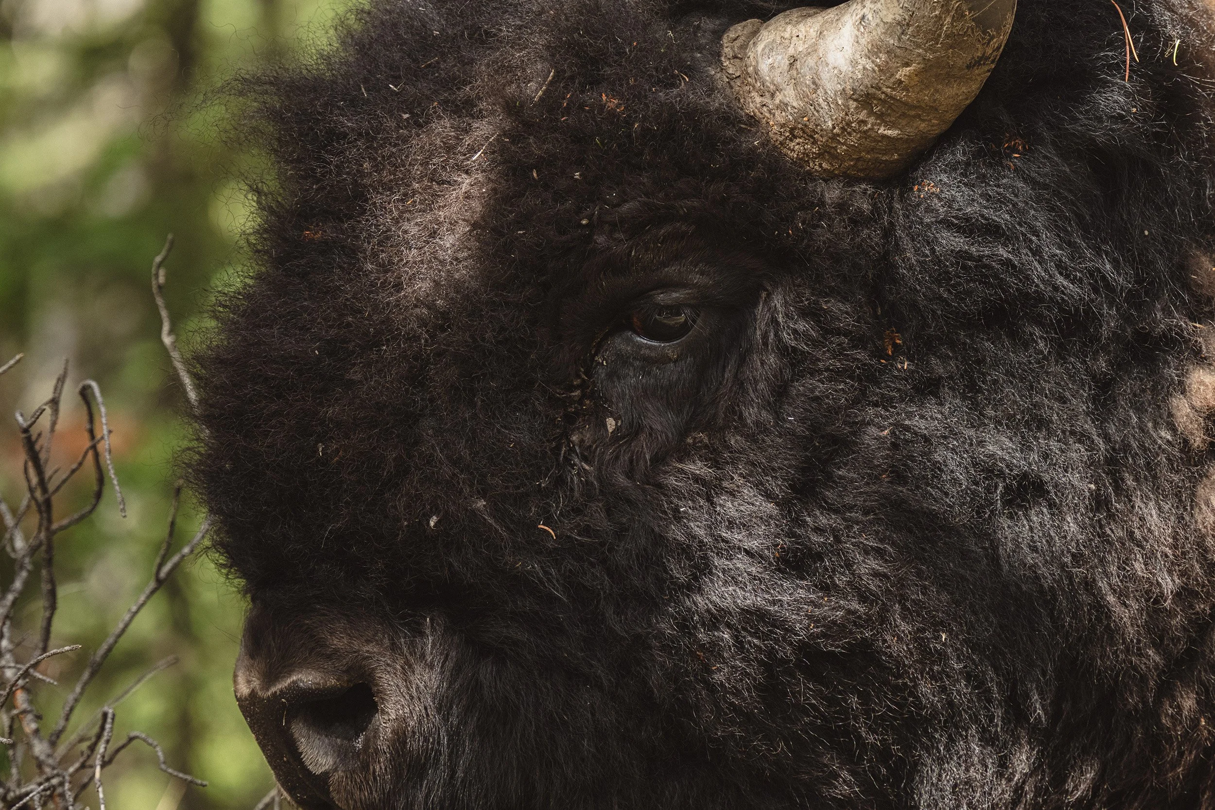 STC_Yellowstone2025_6547_FPO.jpg