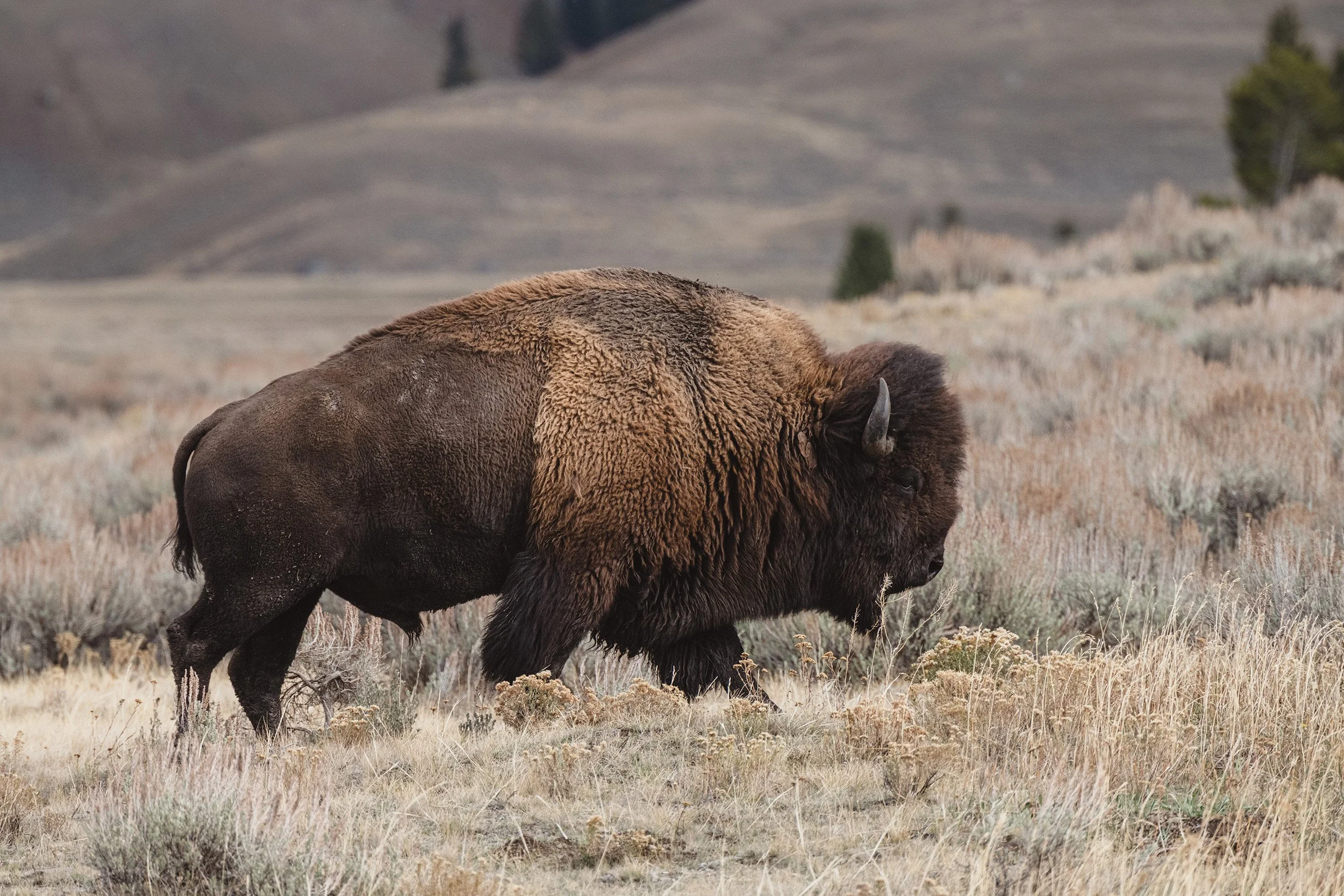 STC_Yellowstone2025_7241_FPO.jpg