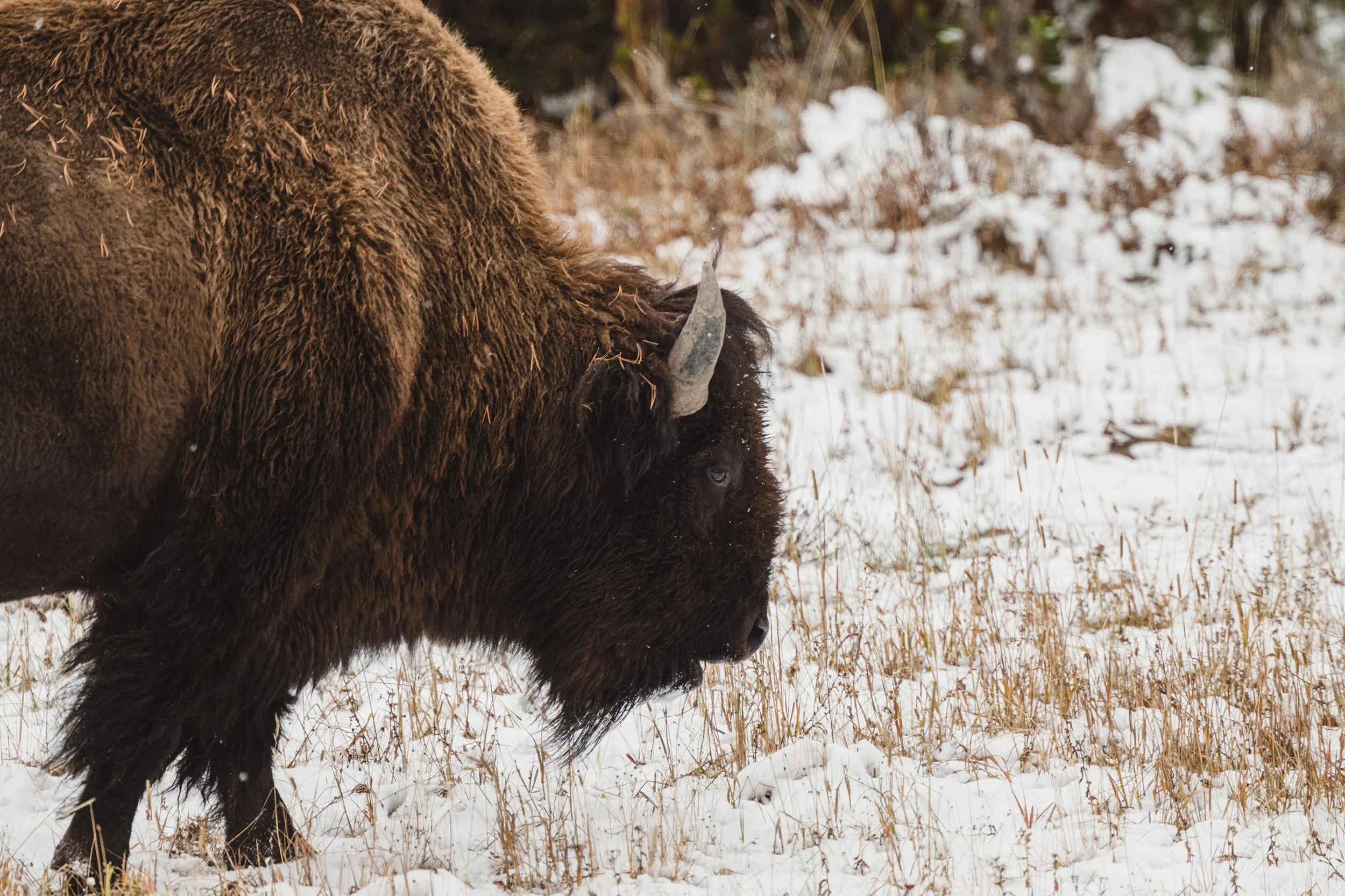 STC_Yellowstone2025_7298_FPO.jpg