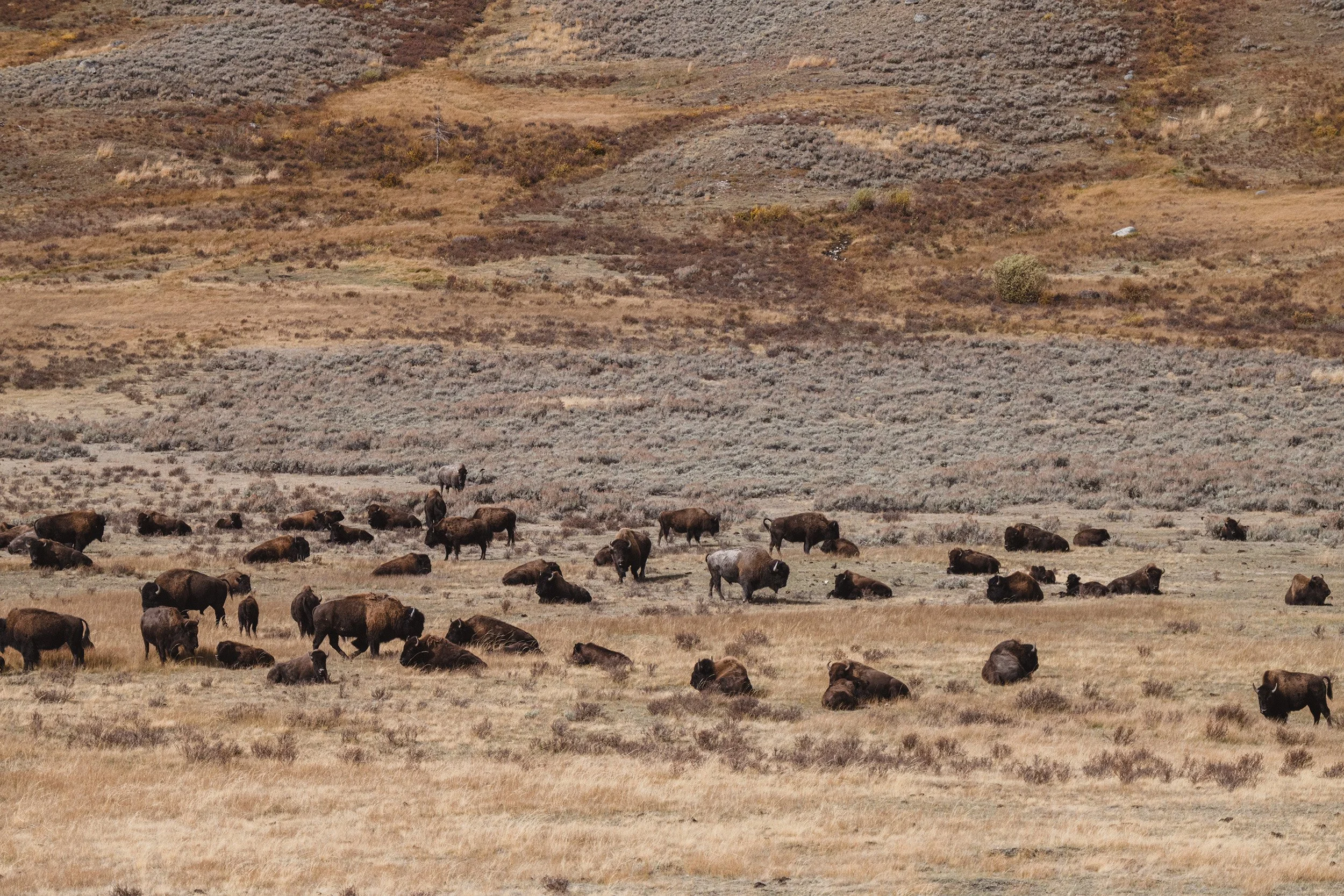 STC_Yellowstone2025_7252_FPO.jpg