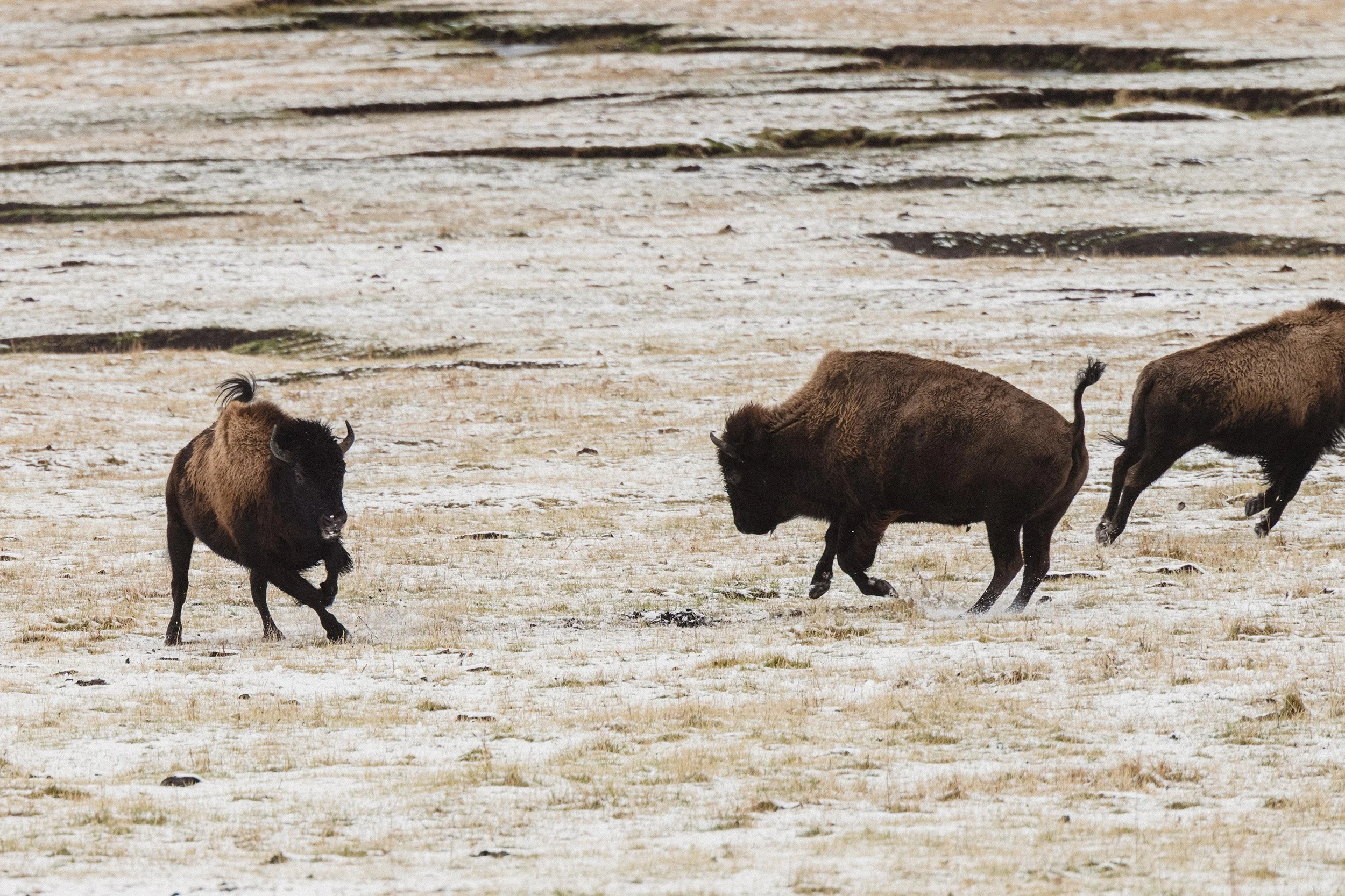 STC_Yellowstone2025_7133_FPO.jpg