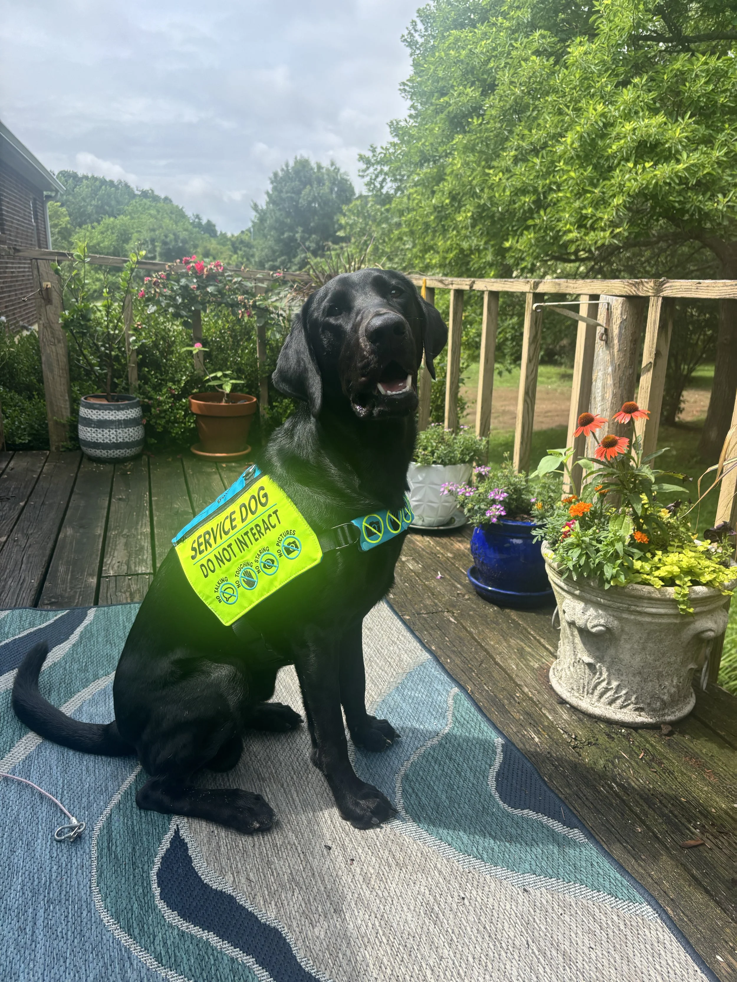 A black Labrador retriever dog standing outdoors on rocks with a background of green trees and foliage.