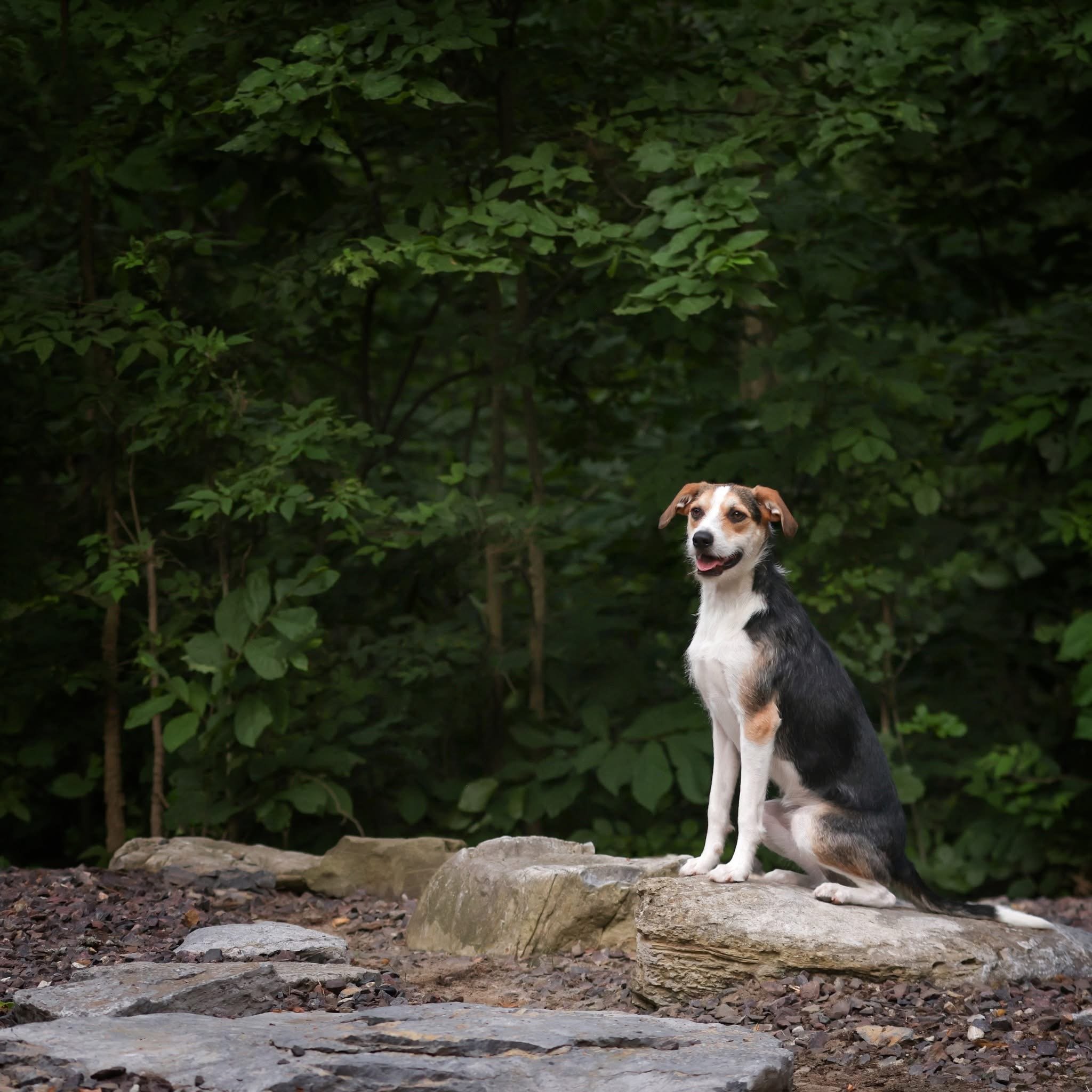 A dog with white, black, and brown fur sitting on a large rock in a forested area.