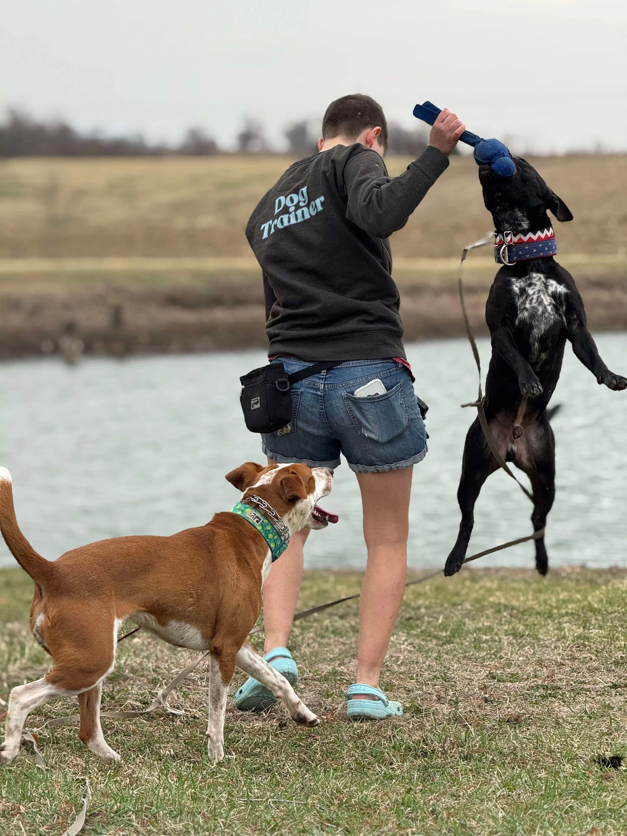 A person wearing denim shorts and a black jacket with 'Dog Trainer' written on the back is holding a blue toy for a black dog that is jumping up to reach the toy. A brown and white dog is standing nearby, looking at the jumping dog. They are outdoors by a body of water on a cloudy day.