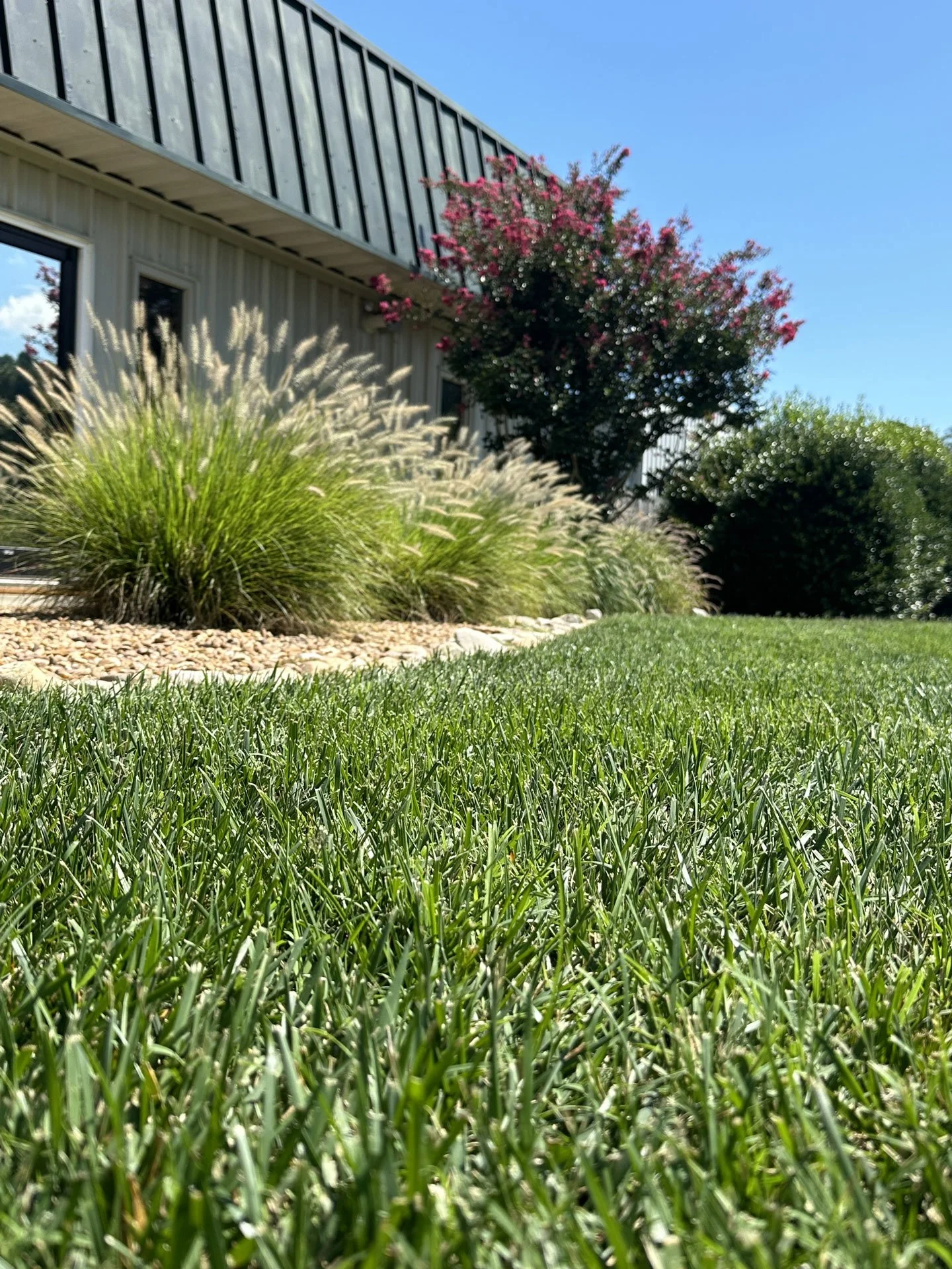 grass-close-up-office.jpg