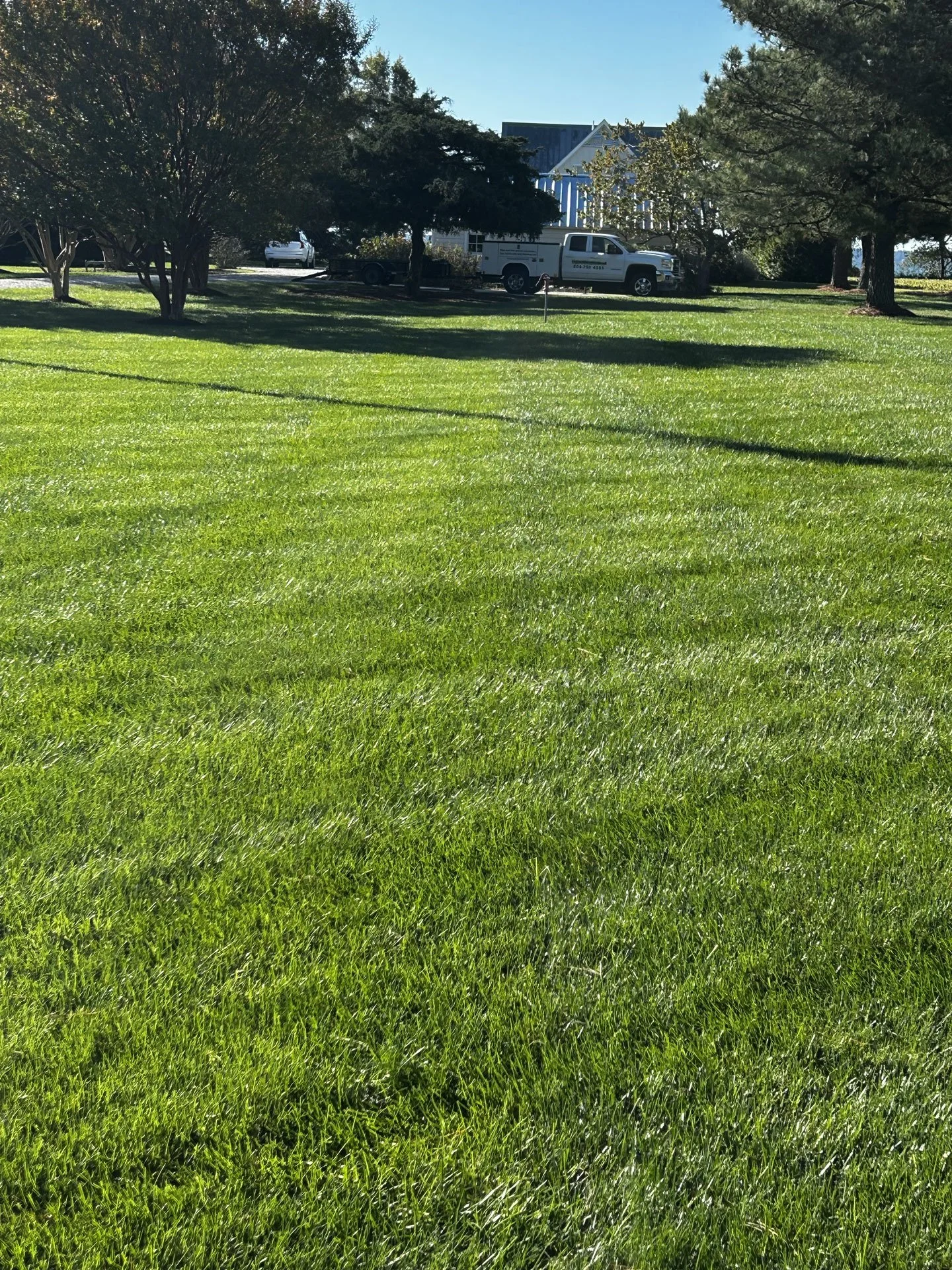 office-grass.jpg