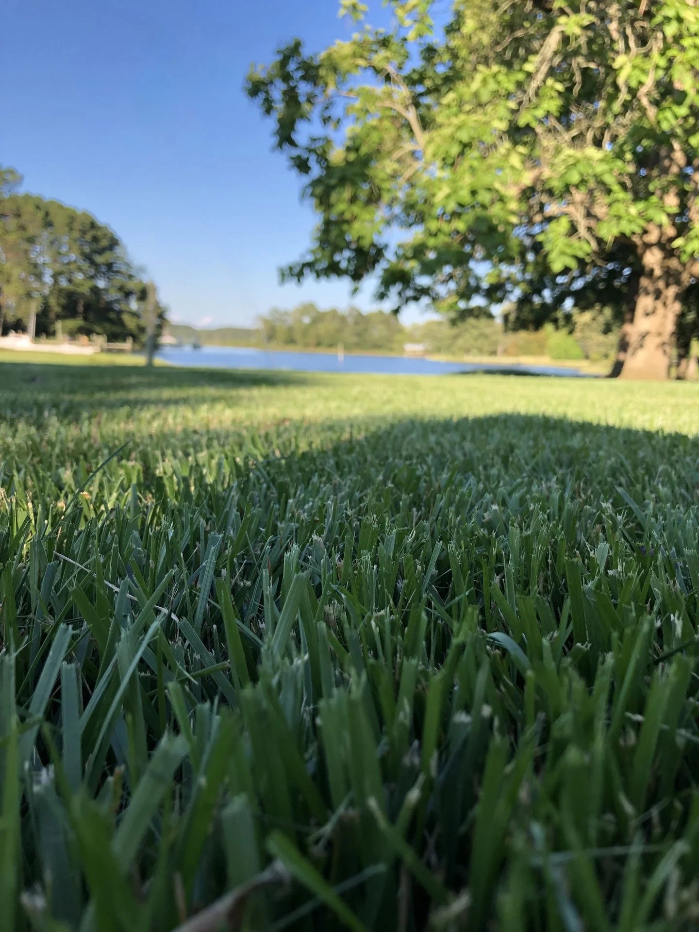 grass-close-up.jpg