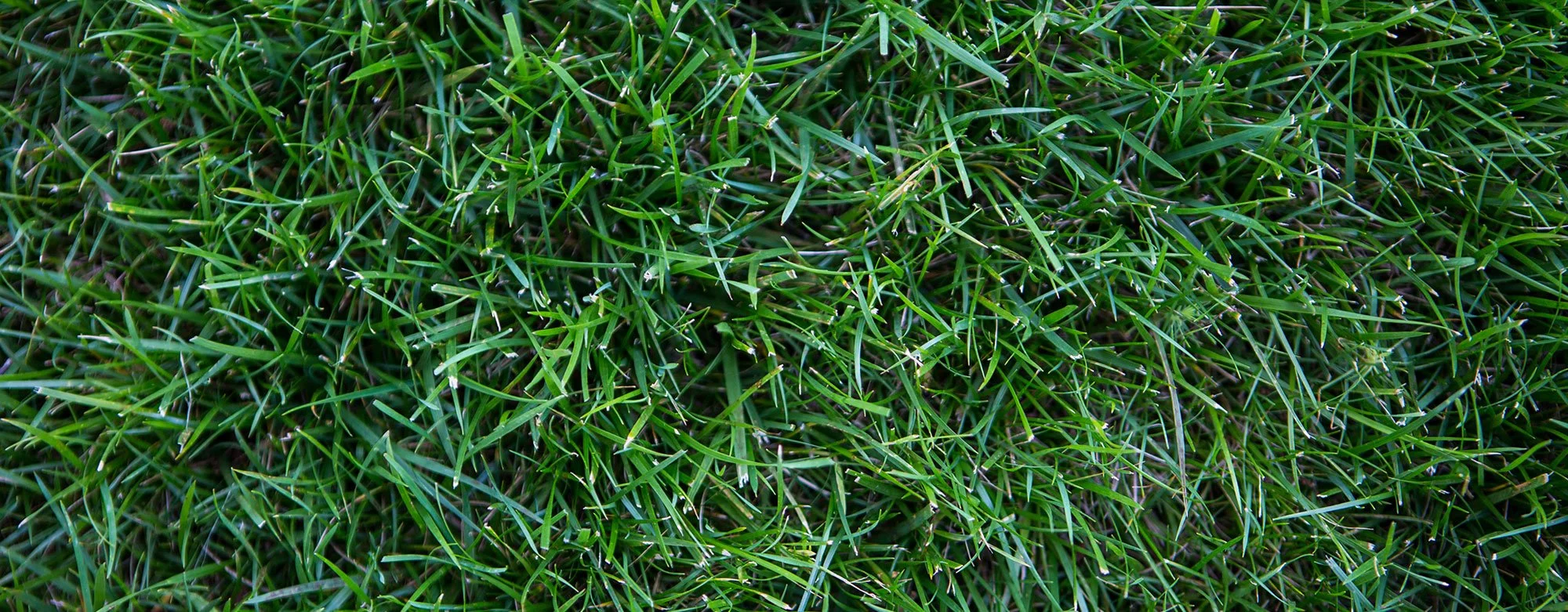 hero-grass-closeup.jpg