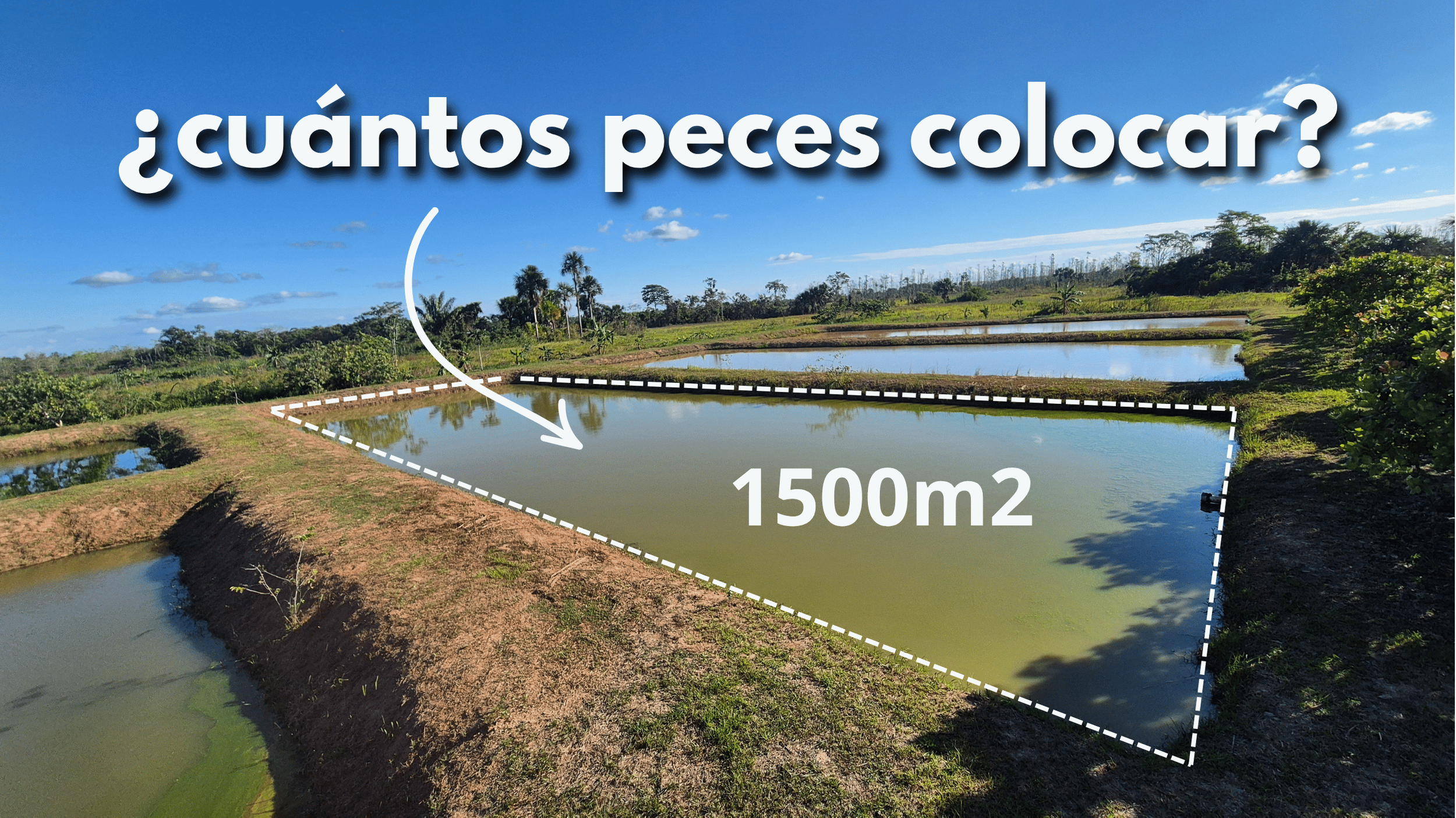 ¿Cuántos peces sembrar en tu estanque de tierra?