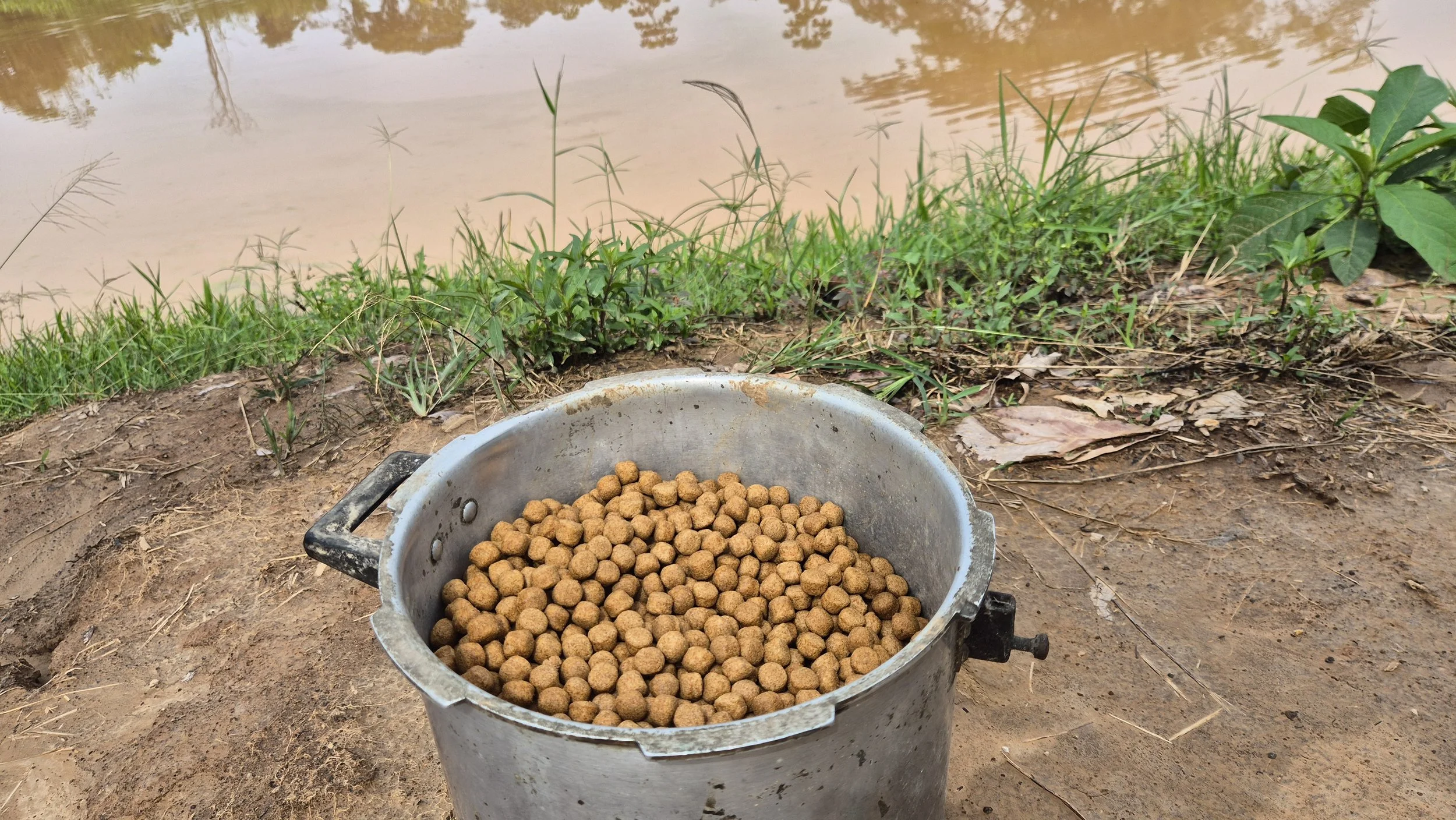 ¿Cuánto alimento dar a 1000 peces? 