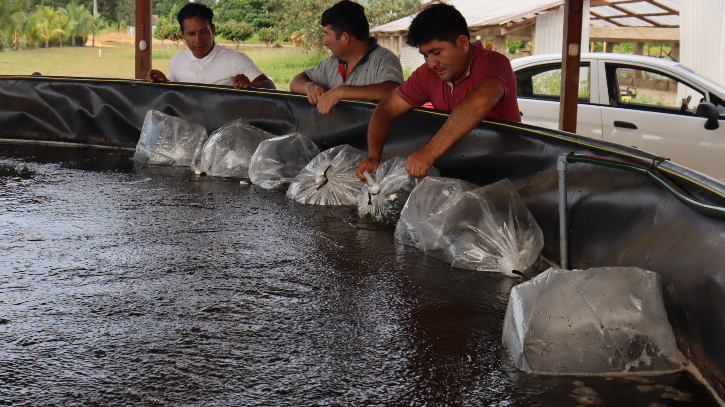 Geomembrana para cultivar peces amazónicos