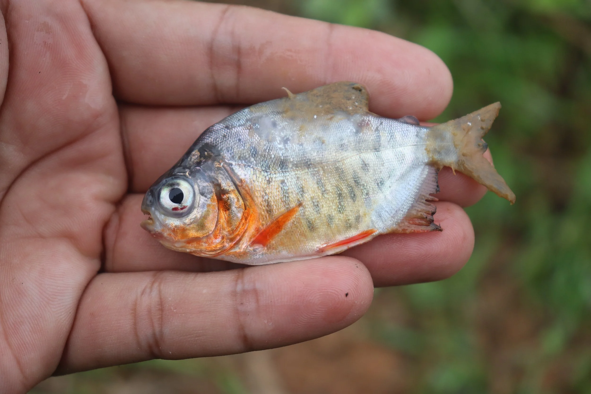 por que mueren tus peces