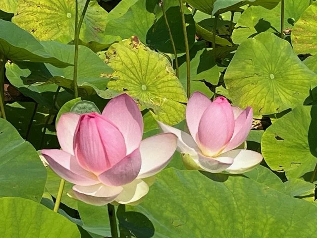 Relational Mindfulness - developing presence, awareness and embodied wisdom