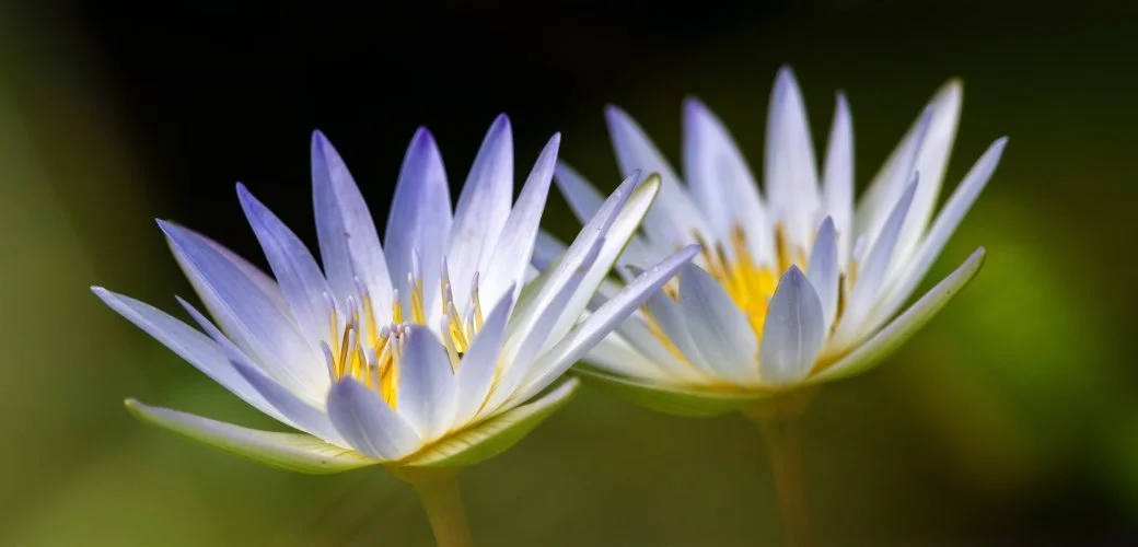 Relational Mindfulness Retreat : Awakening Freedom