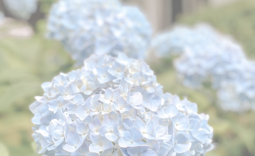 June 2020 Market Update