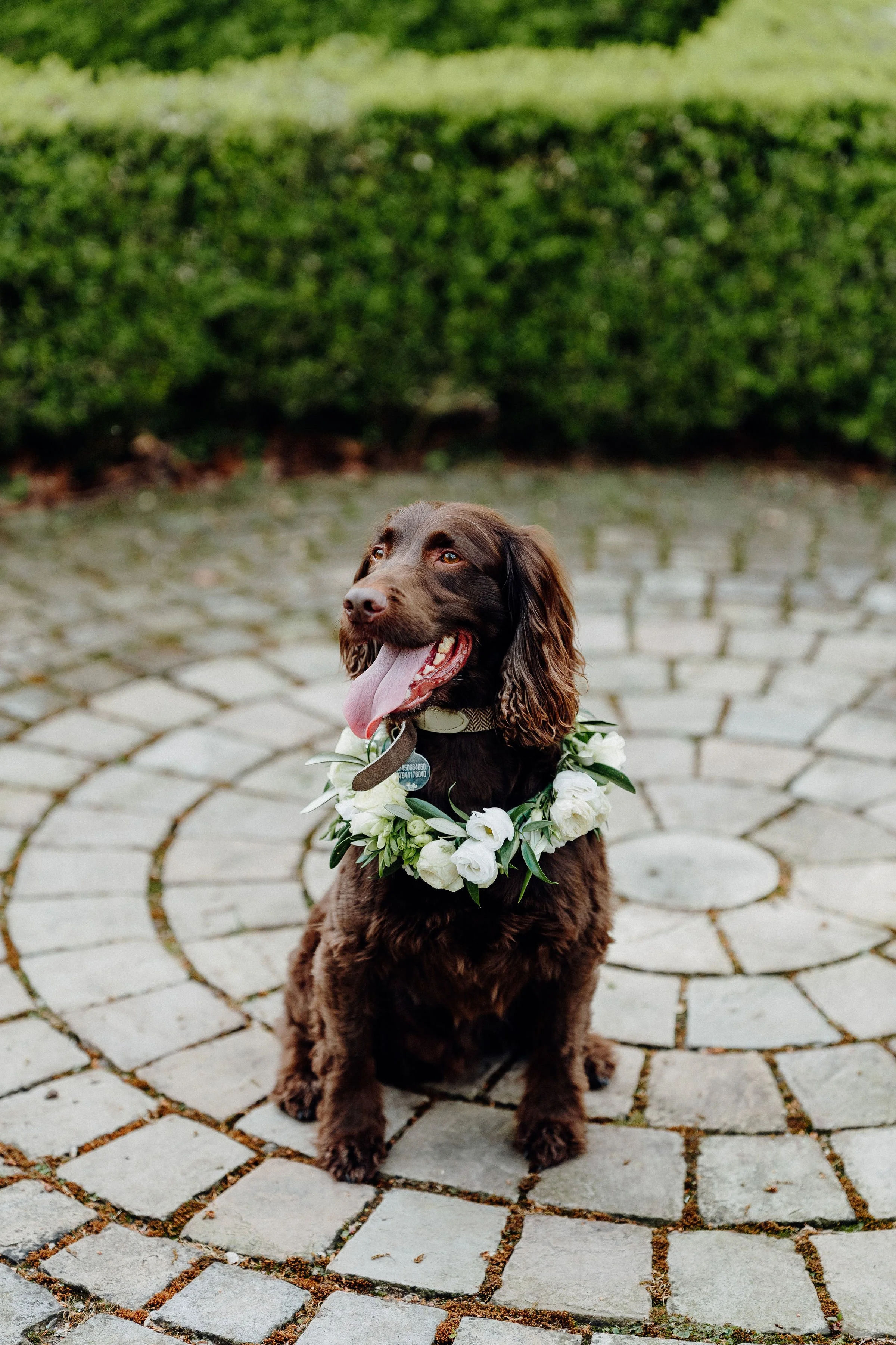 spaniel-with-flower-collar-wedding.jpg