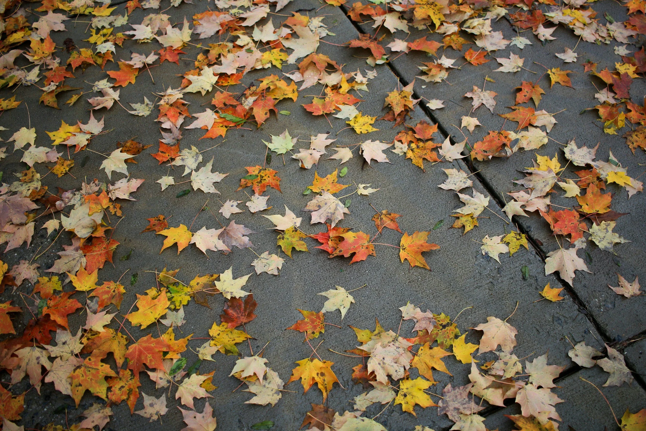 Fall Gutter Prep for Northern Colorado Homes
