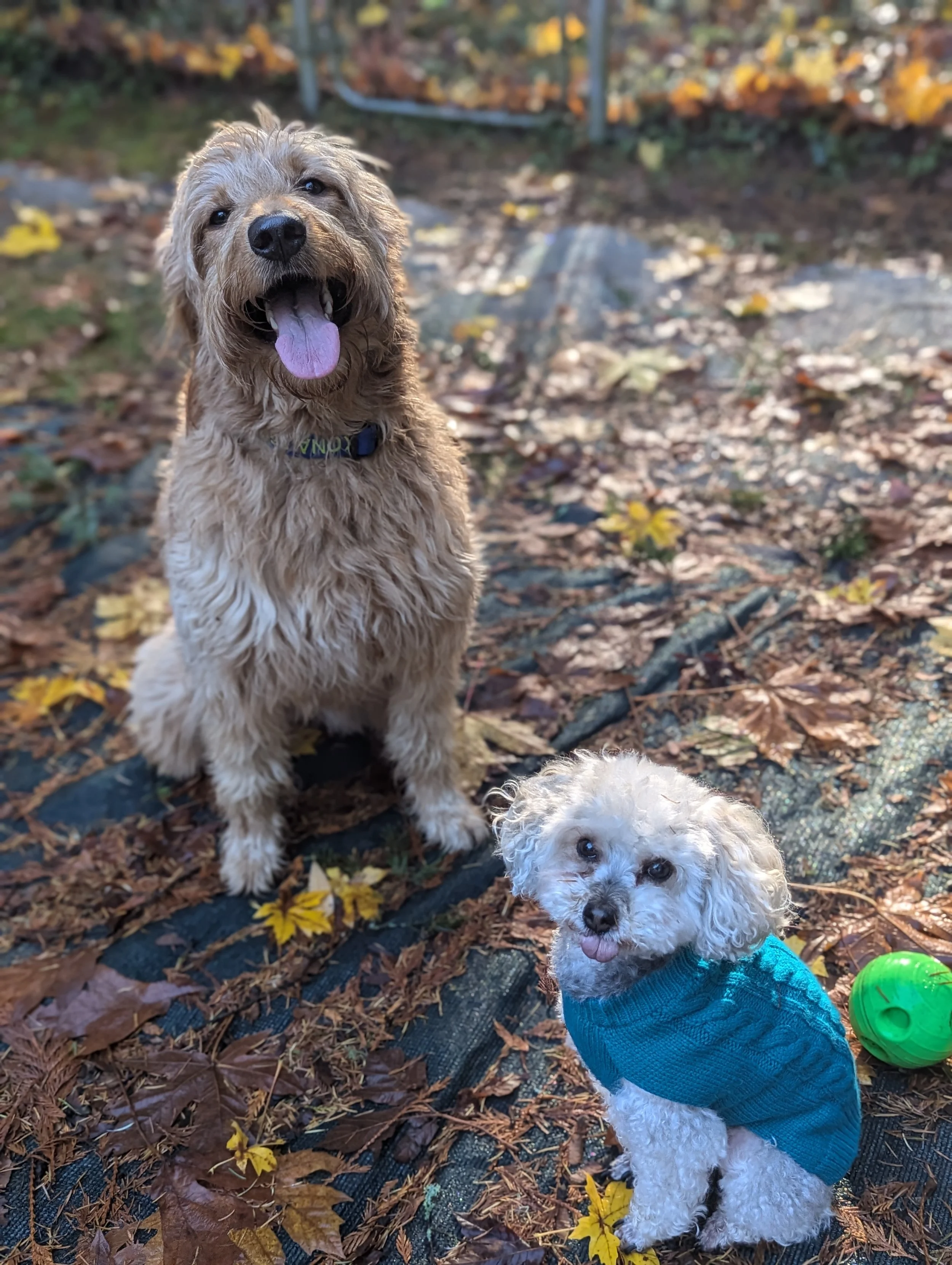 Kona & Harper