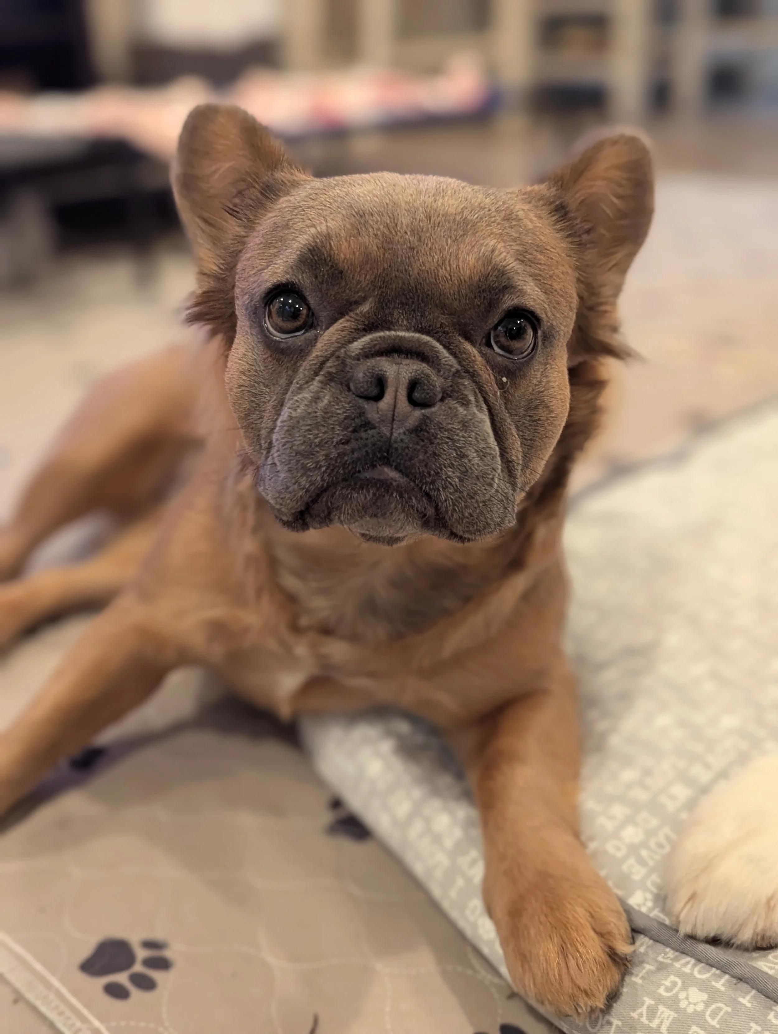 Mabel Frenchie