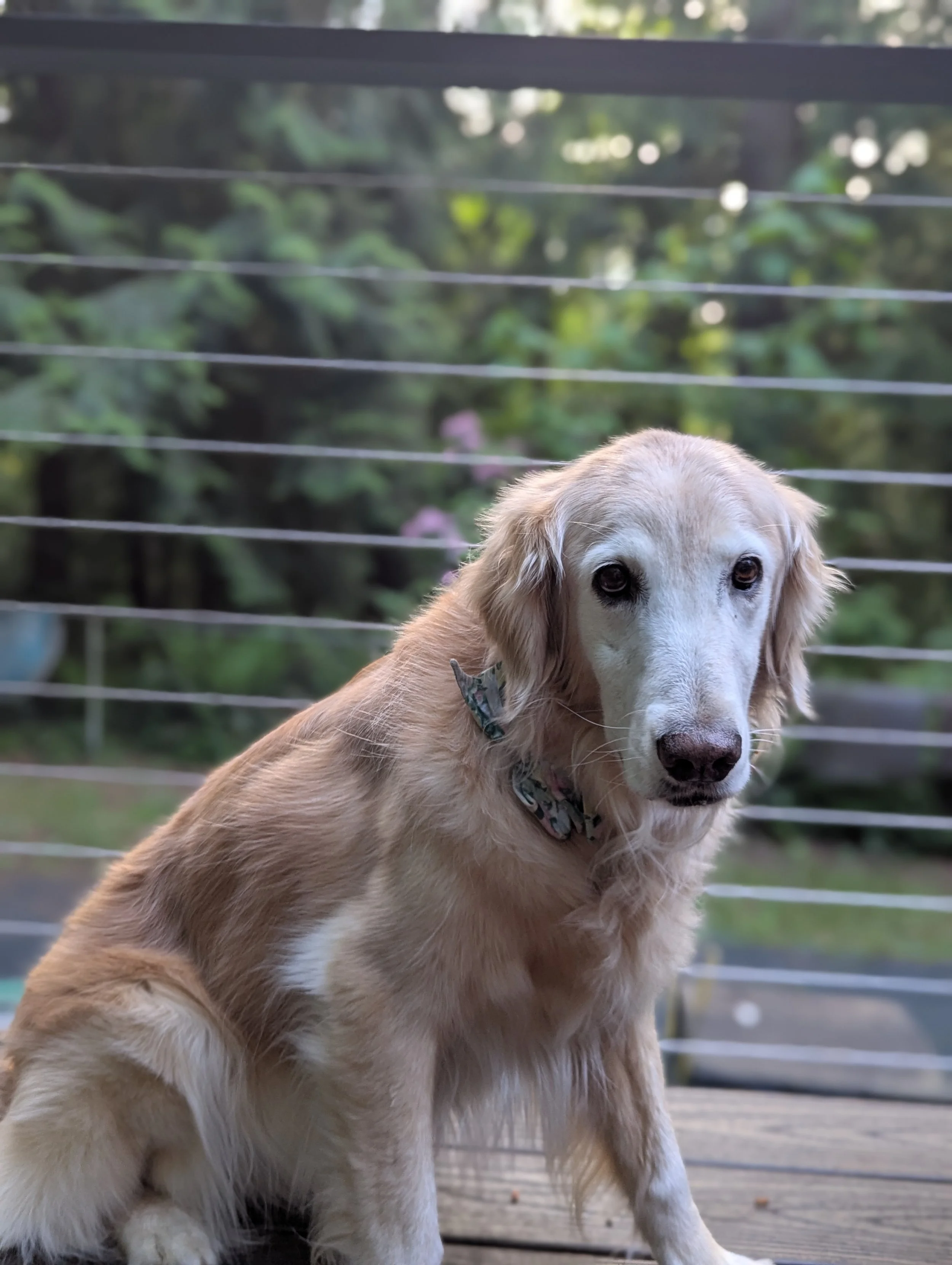Rye