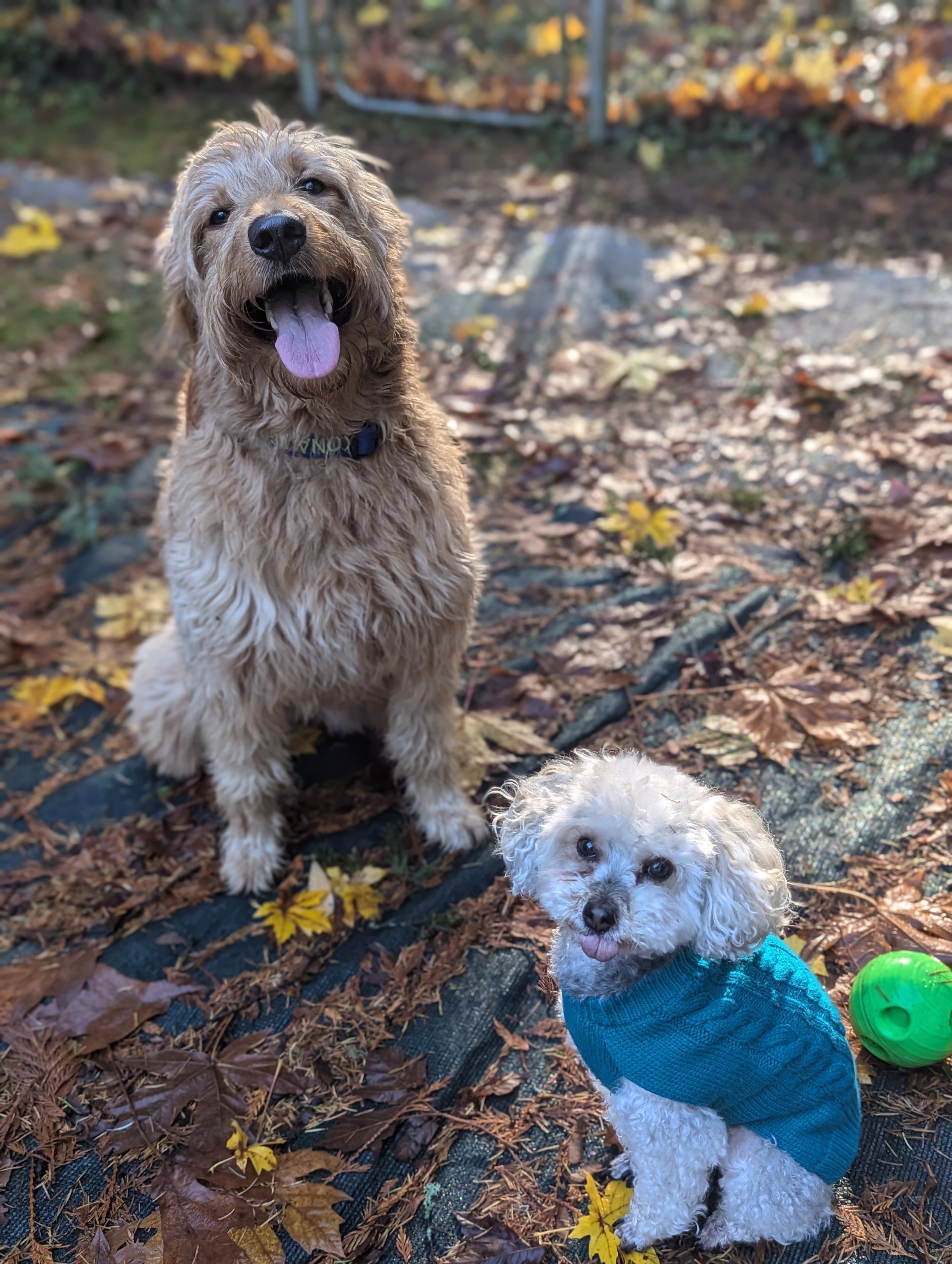 Kona & Harper