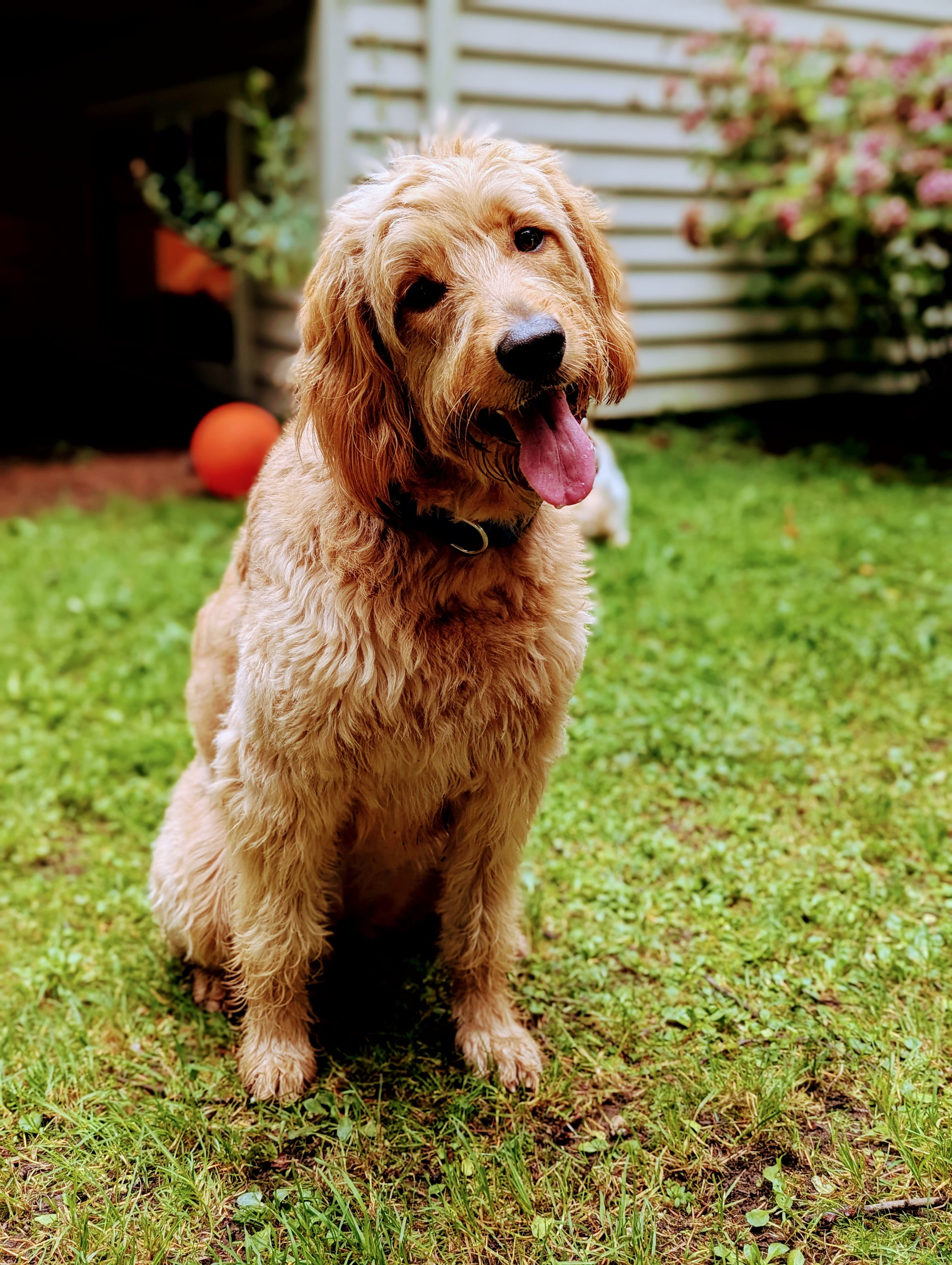 Kona